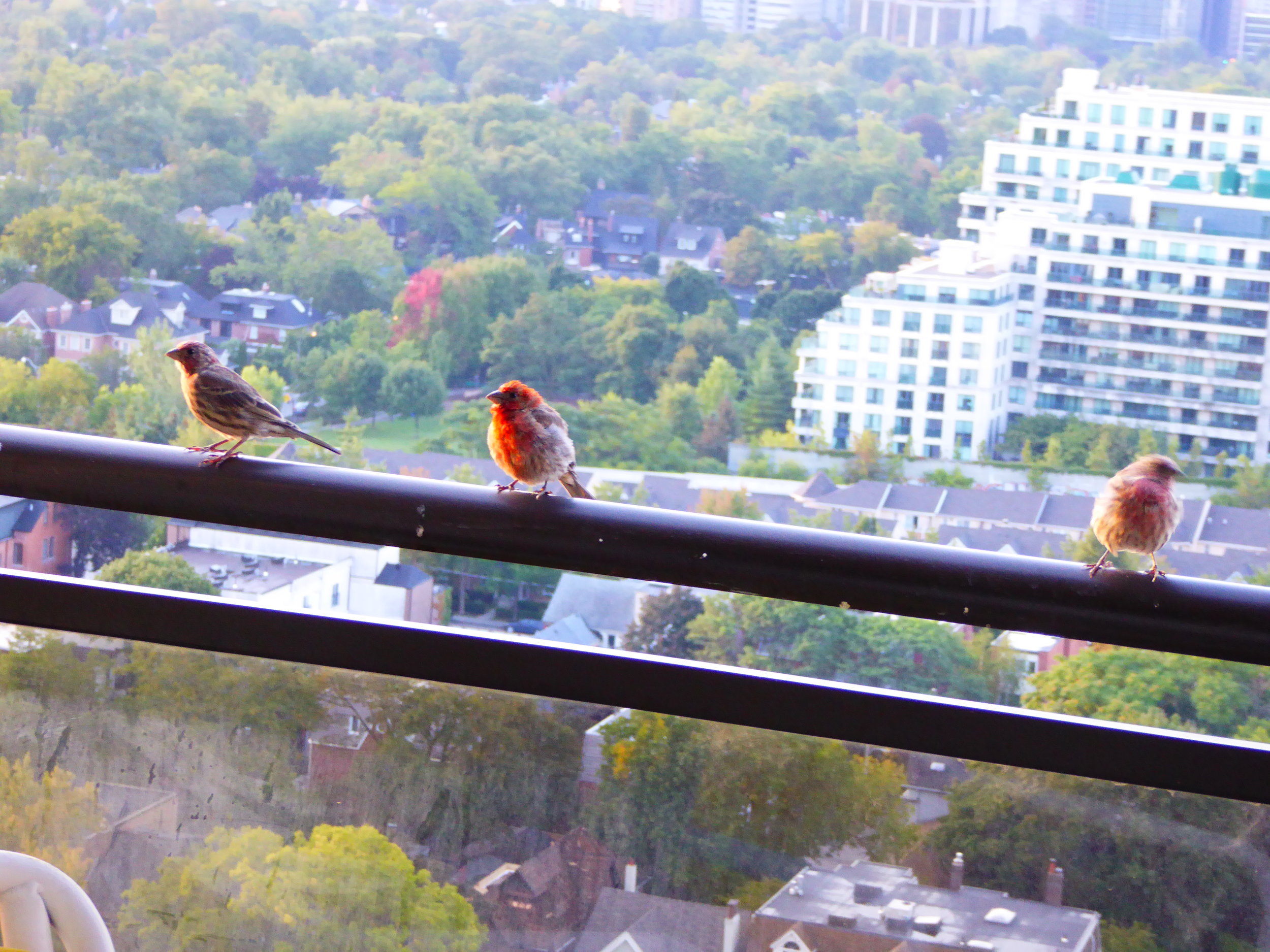 Attracting Birds  Celebrate Urban Birds