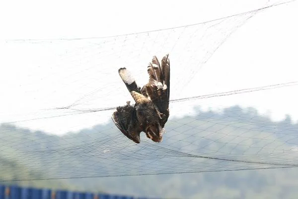 Large Tailed Nightjar in mist tent. Photo by Wendy Chin.