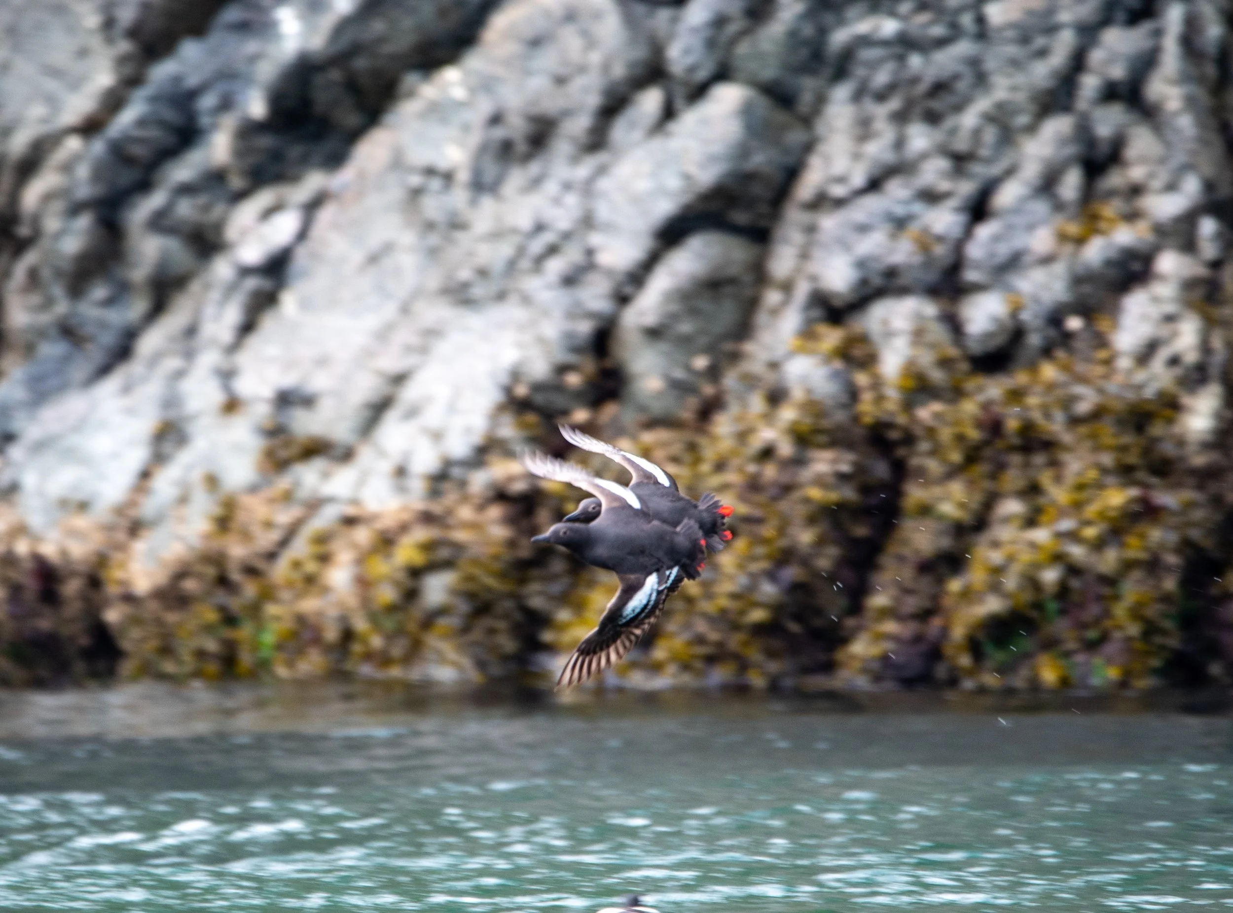 How to Go Birding by Boat in Western Washington, The Seattle Times