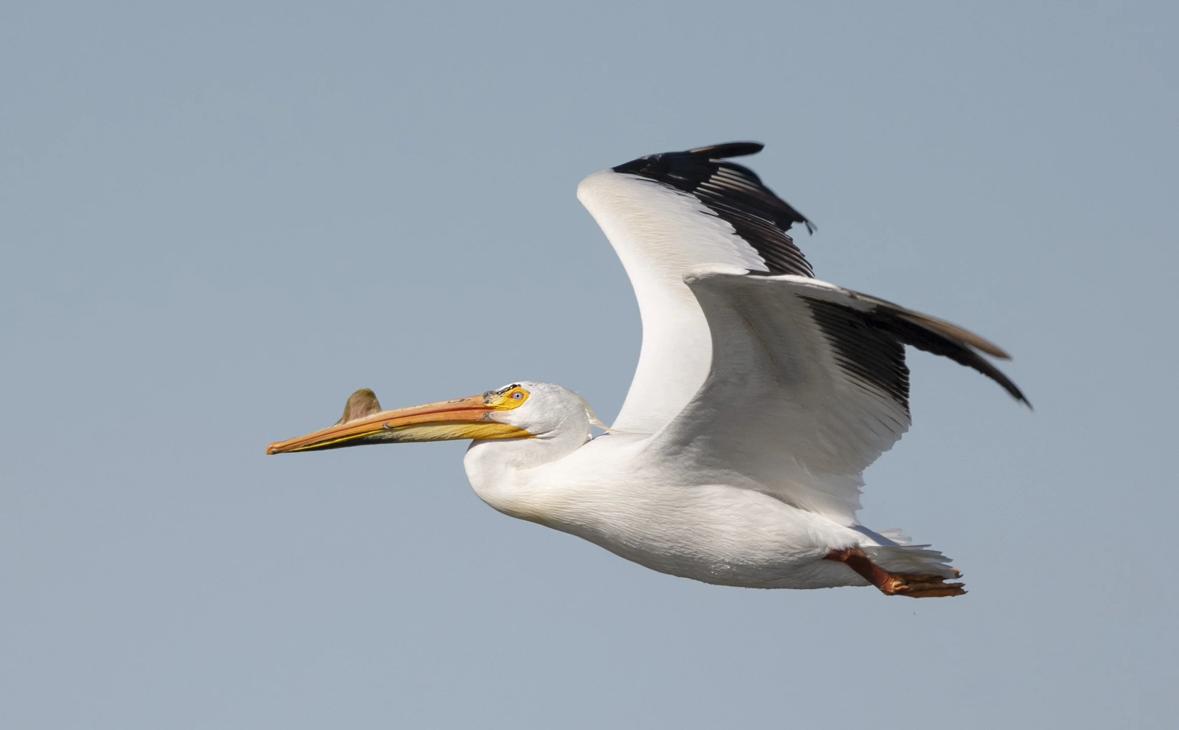 American White pelican in flight. Large white bird with black tipped wings and long orange bill.