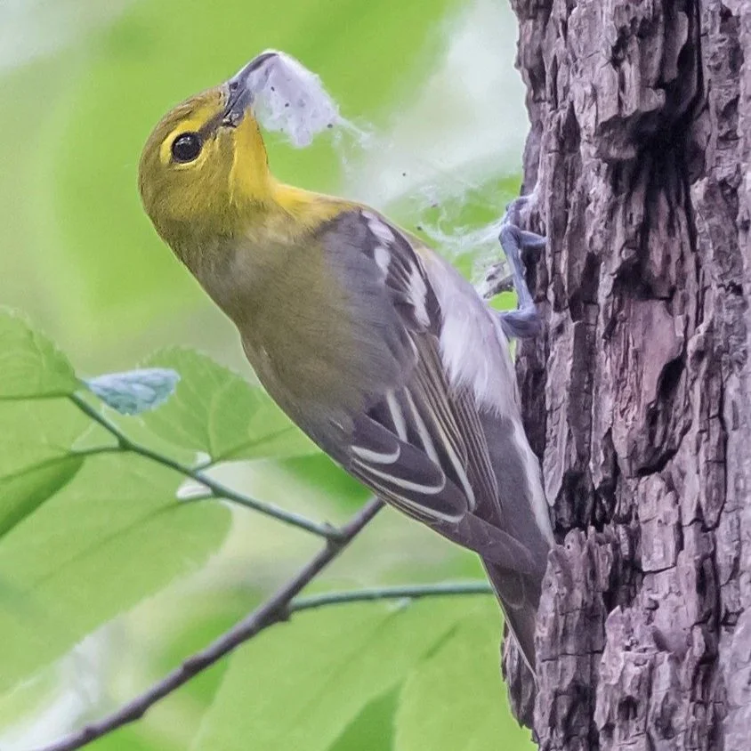 Yellow-throated bird holding nesting material and clinging to the bark of a tree trunk.