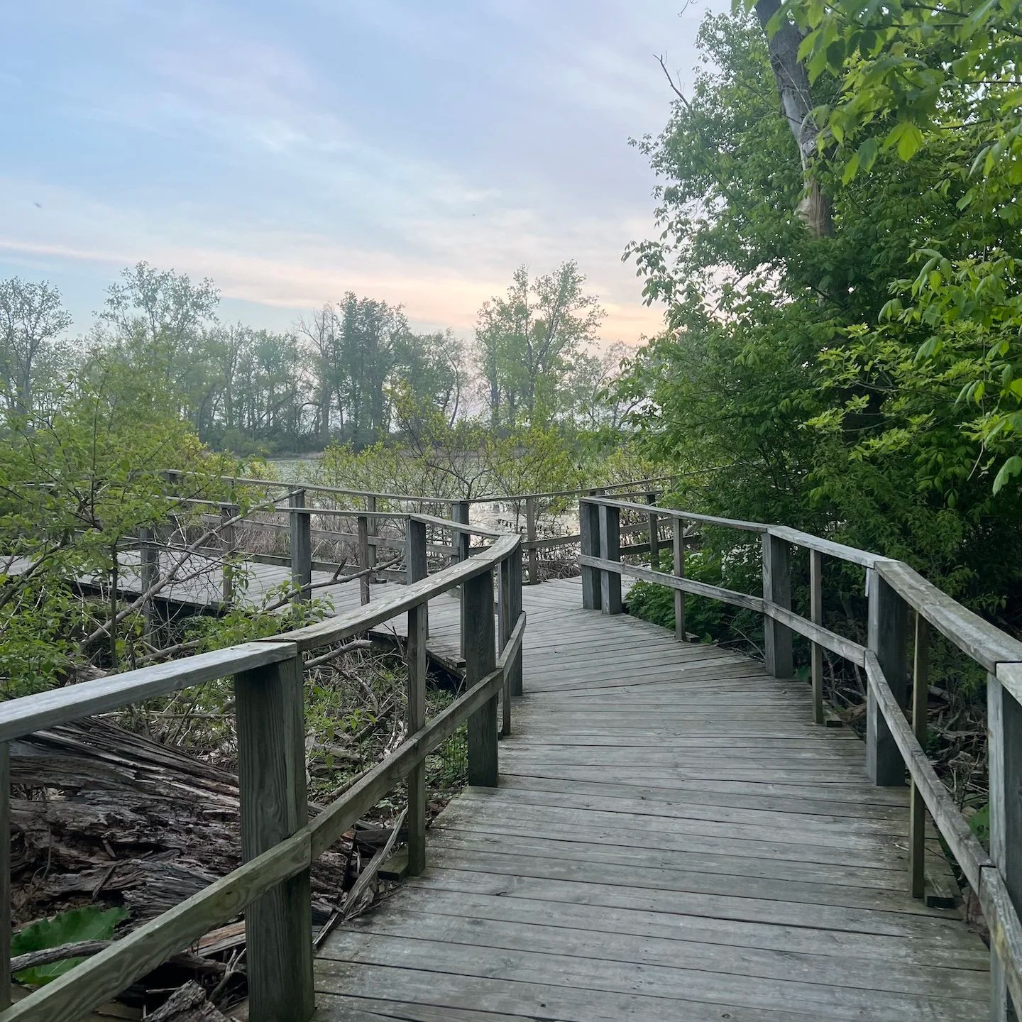 View of an empty wooden boardwalk leading into a marsh setting.