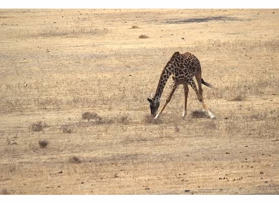 giraffe.jpg