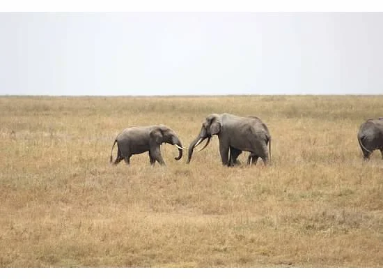 elephante.jpg