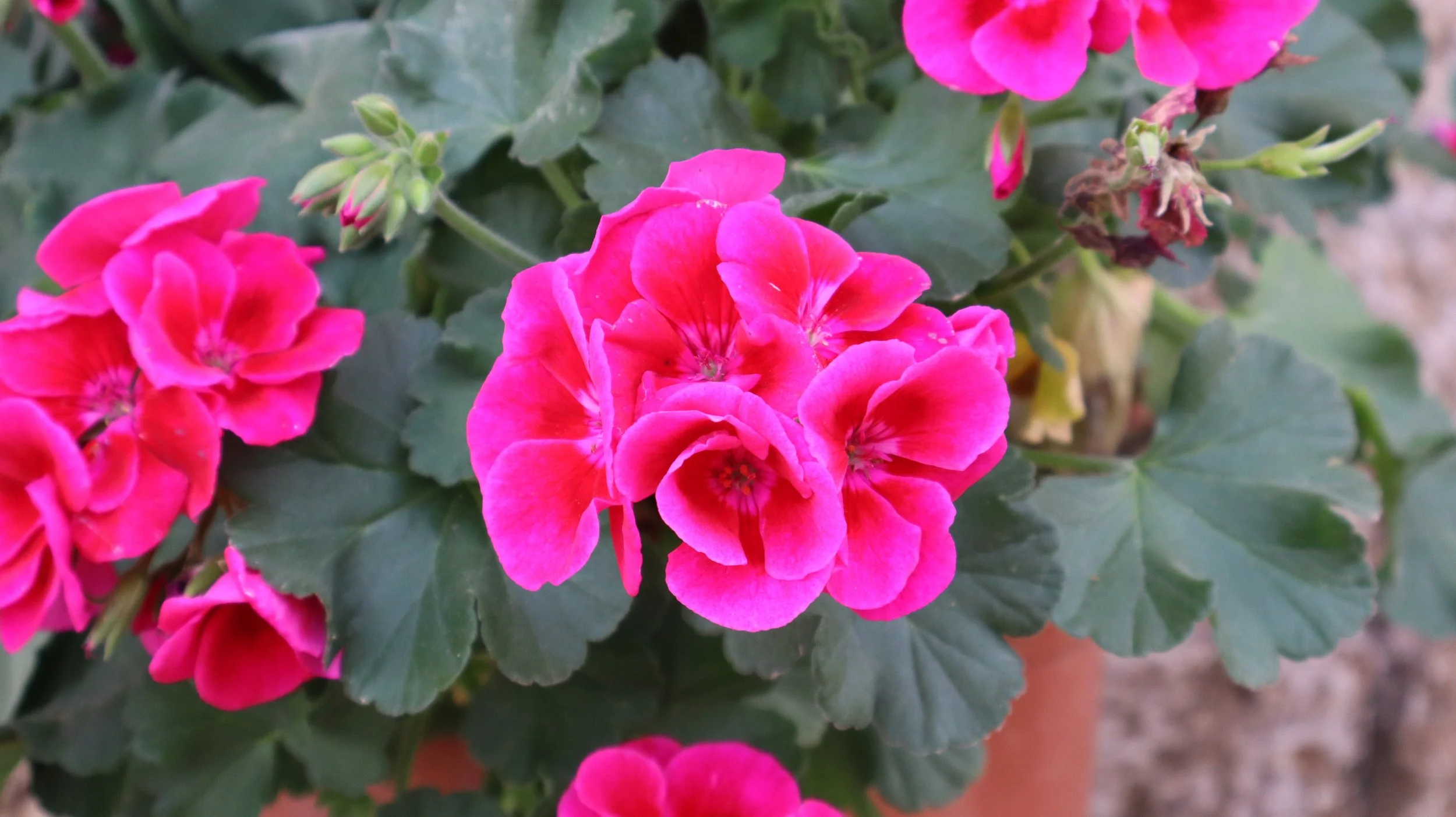 Towards Easter: A Concert of Eastertide Music