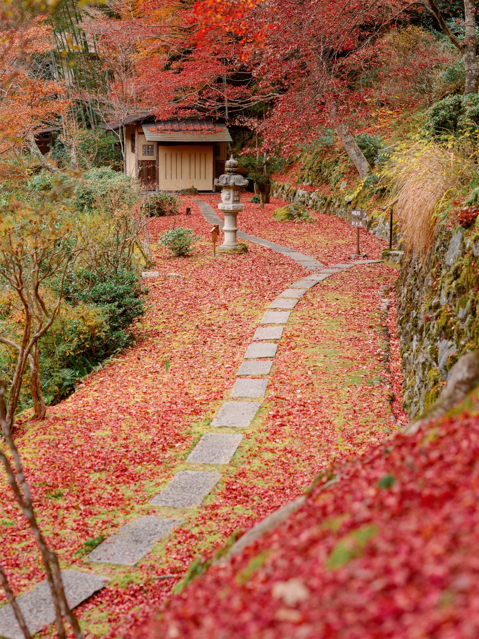 Vibrant red leaves fill the ground at the Japanese garden. 