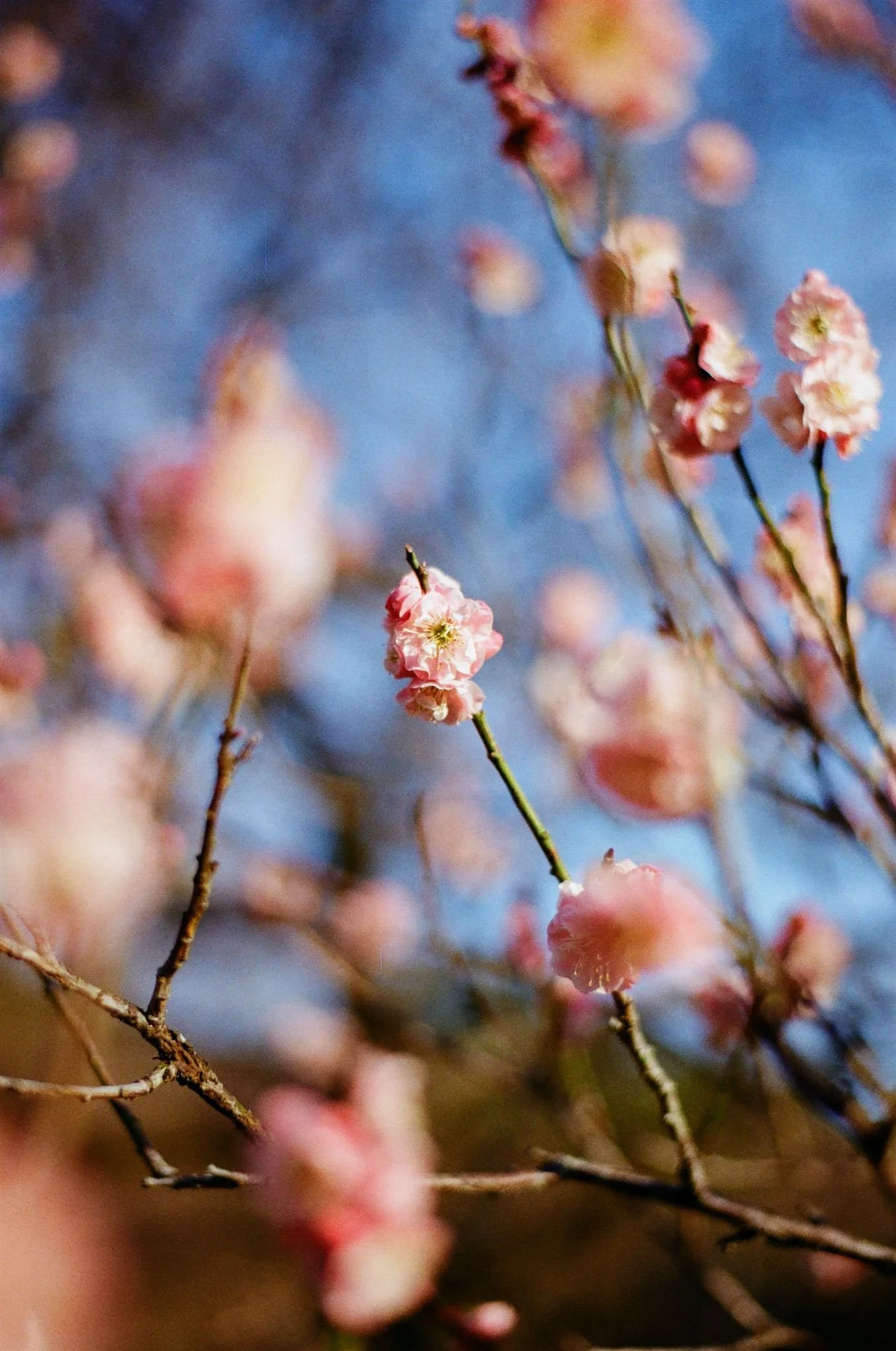 Analogue Film Wedding Photographer japan-3_websize.jpg