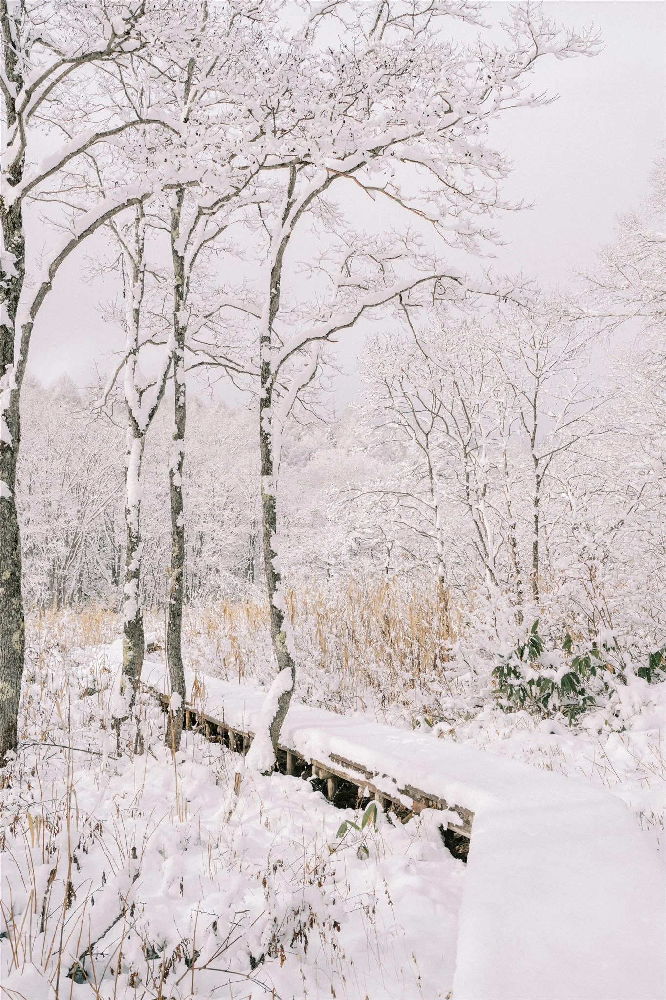 Nagano Landscape Photography