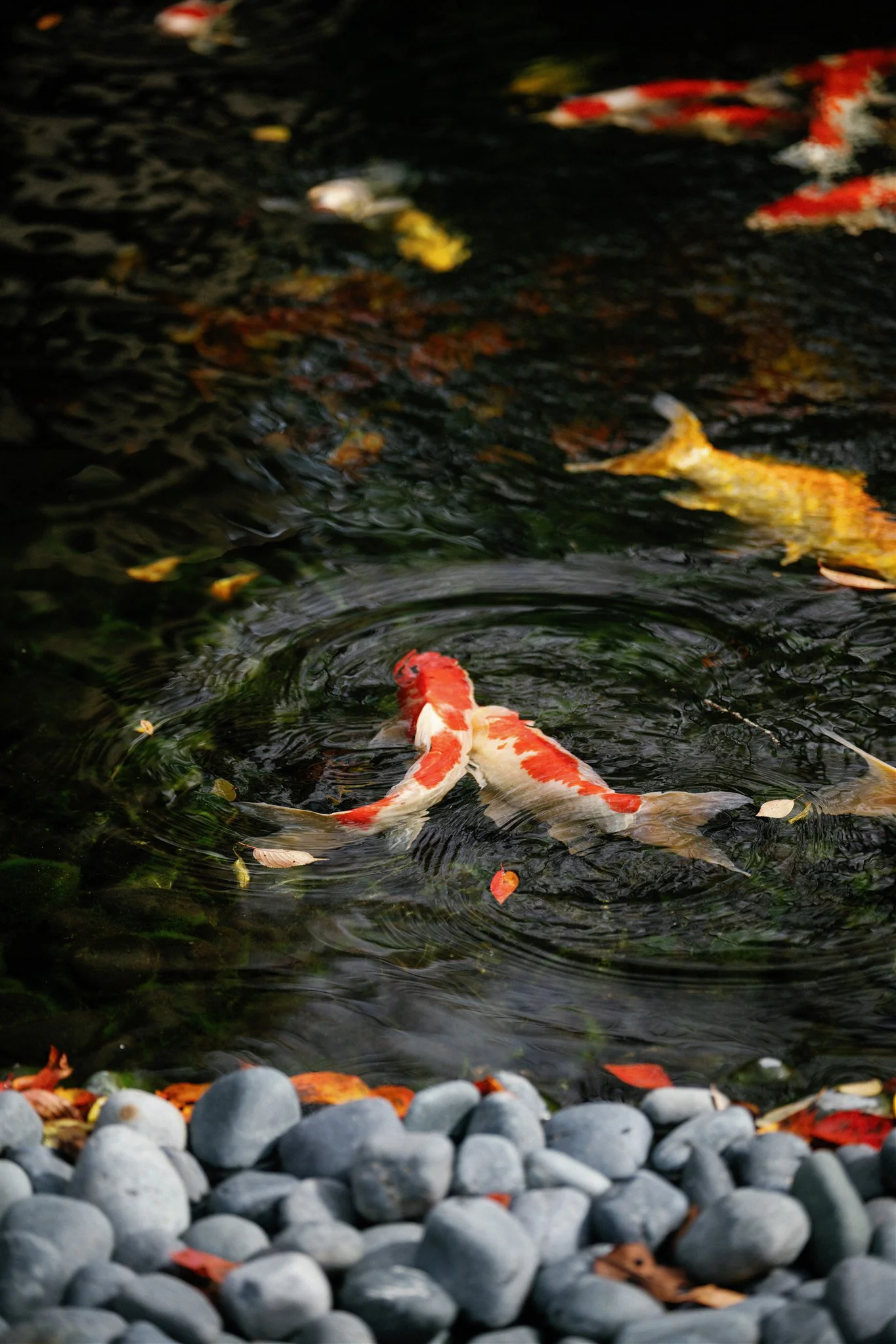 Intimate Japan Elopement-15.jpg