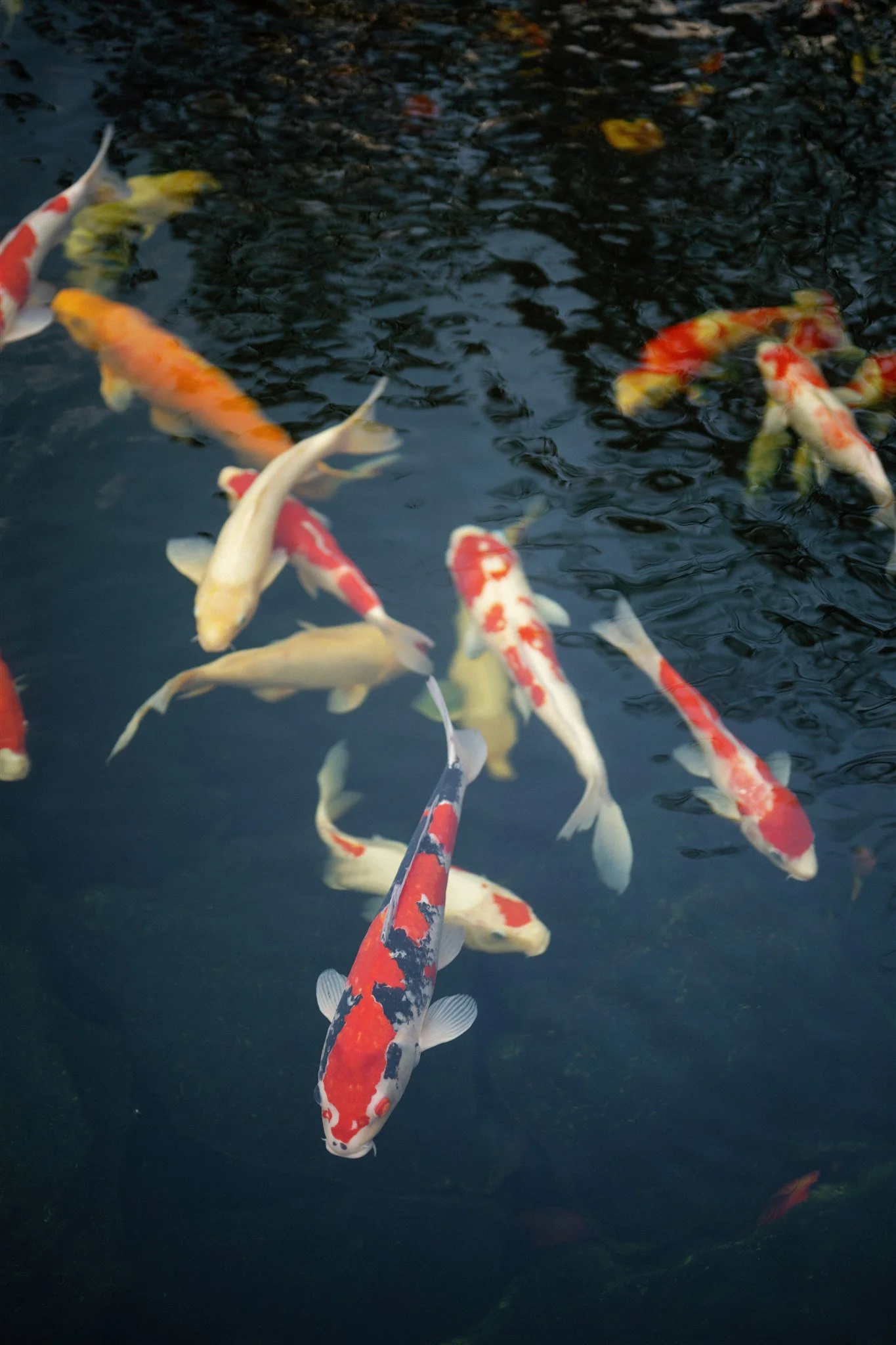 Intimate Japan Elopement-50.jpg