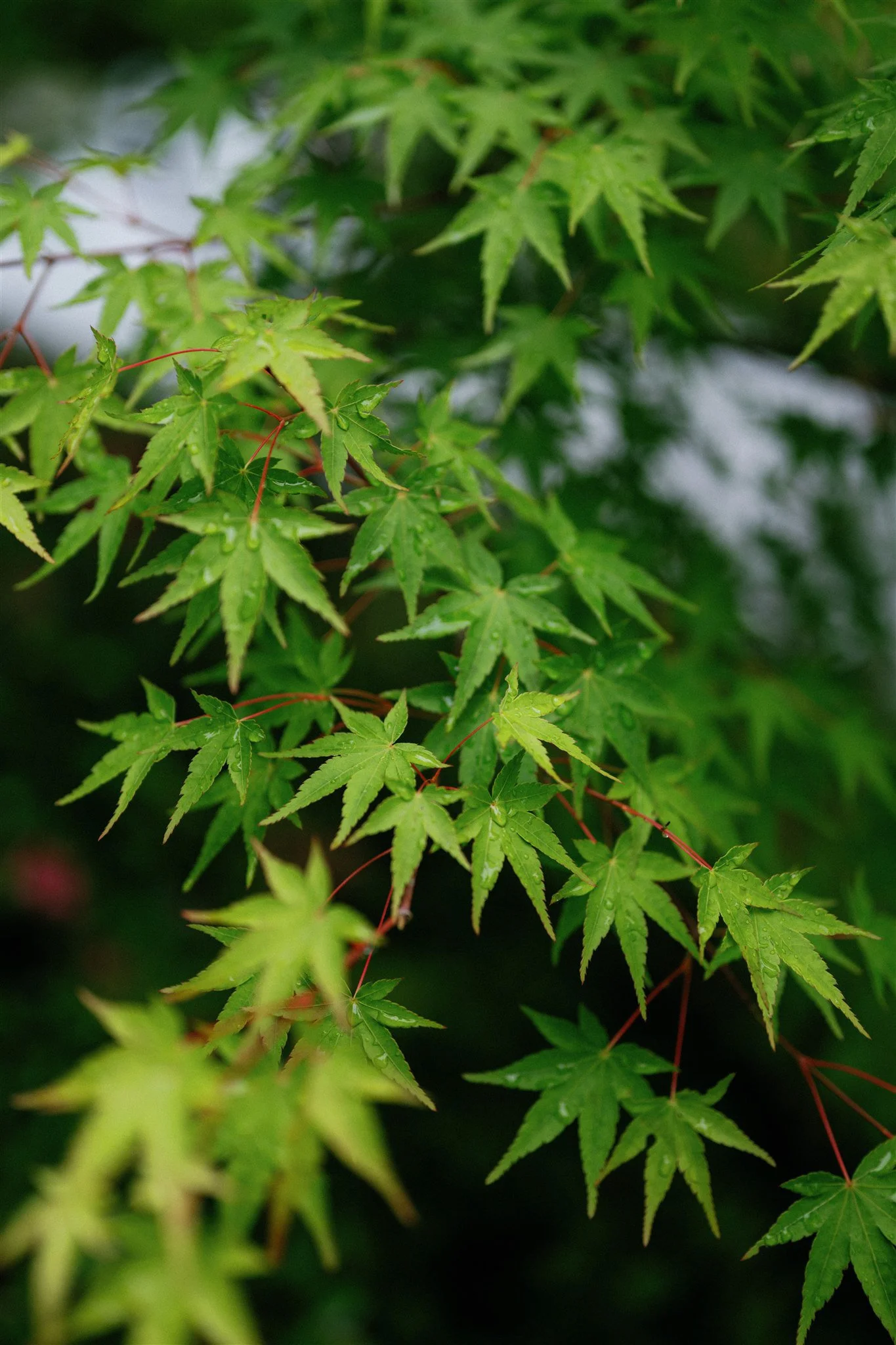 Four Seasons Kyoto Wedding-14.jpg