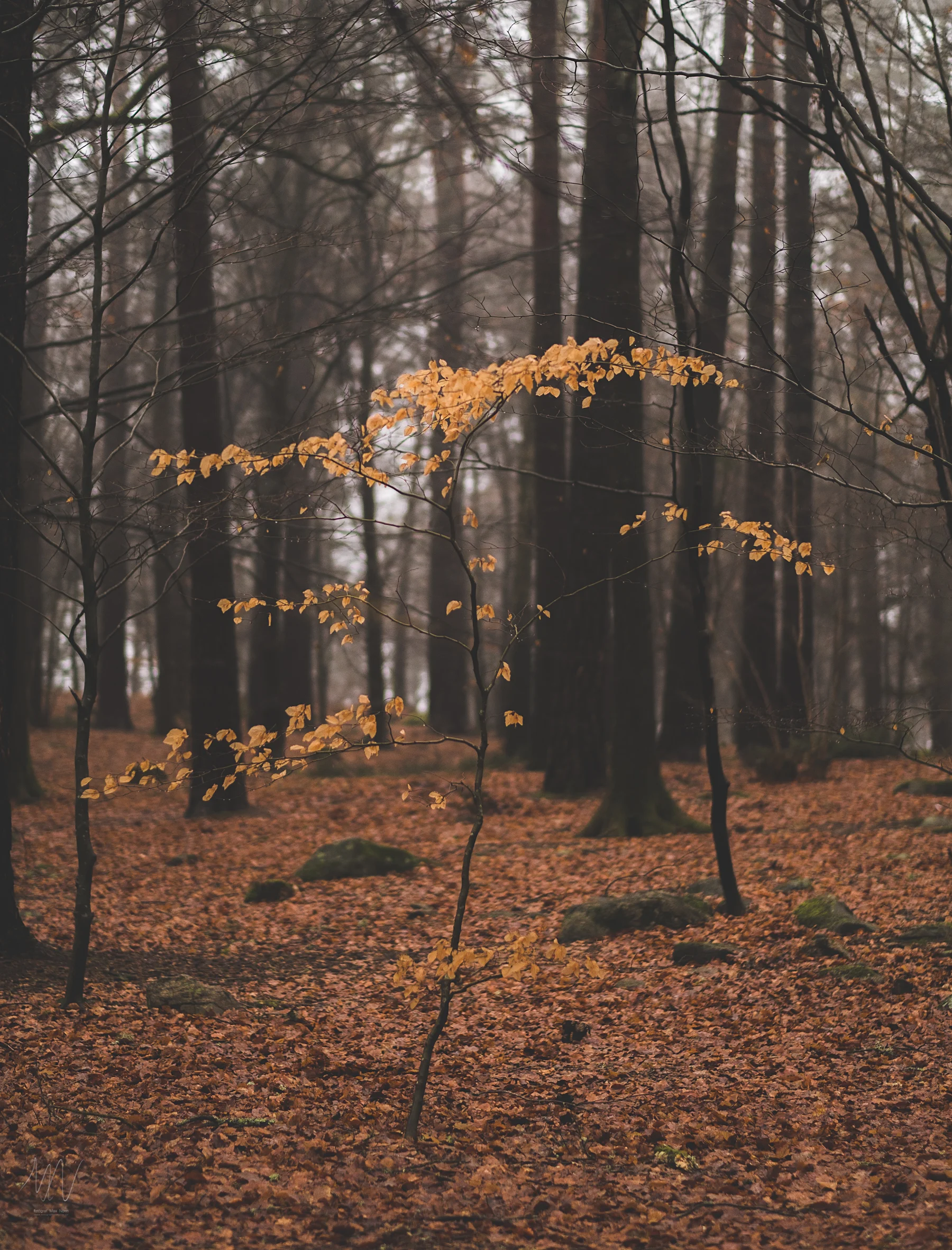 naturfoto-Fotograf-Max-Norin-3.jpg
