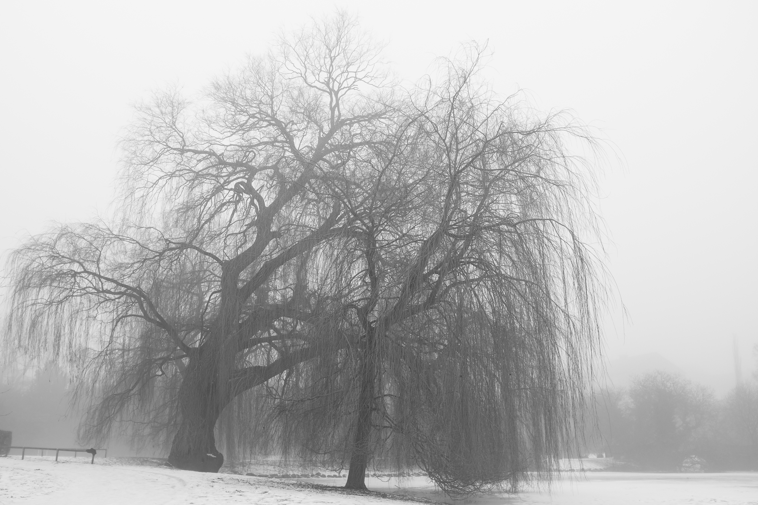 Winterfog-2710.jpg