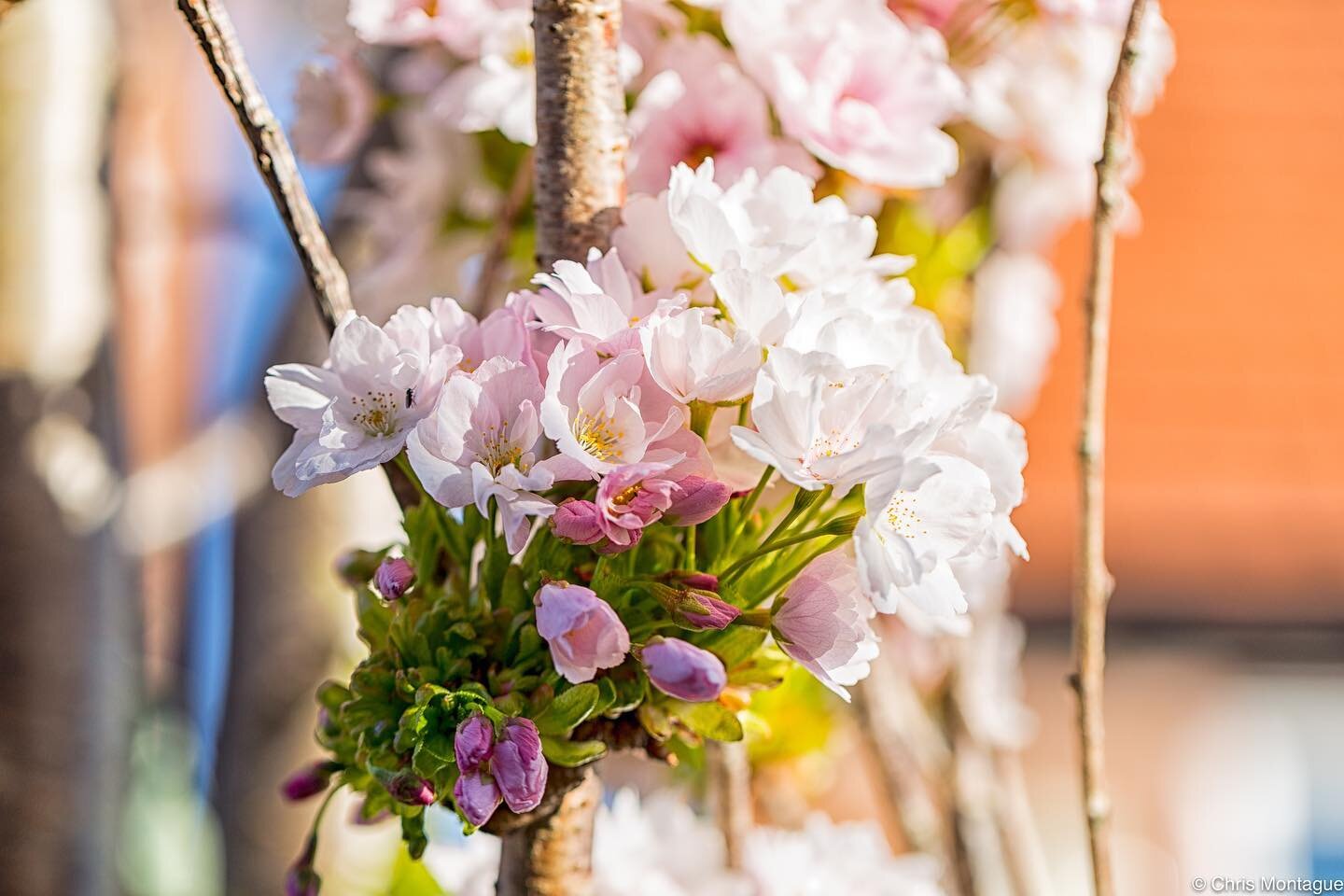 Spring is really here&hellip;
&bull;
This time of the year, can be problematic for me for a month or so. I suffer from hay fever of the tree pollen variety. This means itchy eyes, poor sleep, blocked sinuses, and triple sneezing. However whilst the l