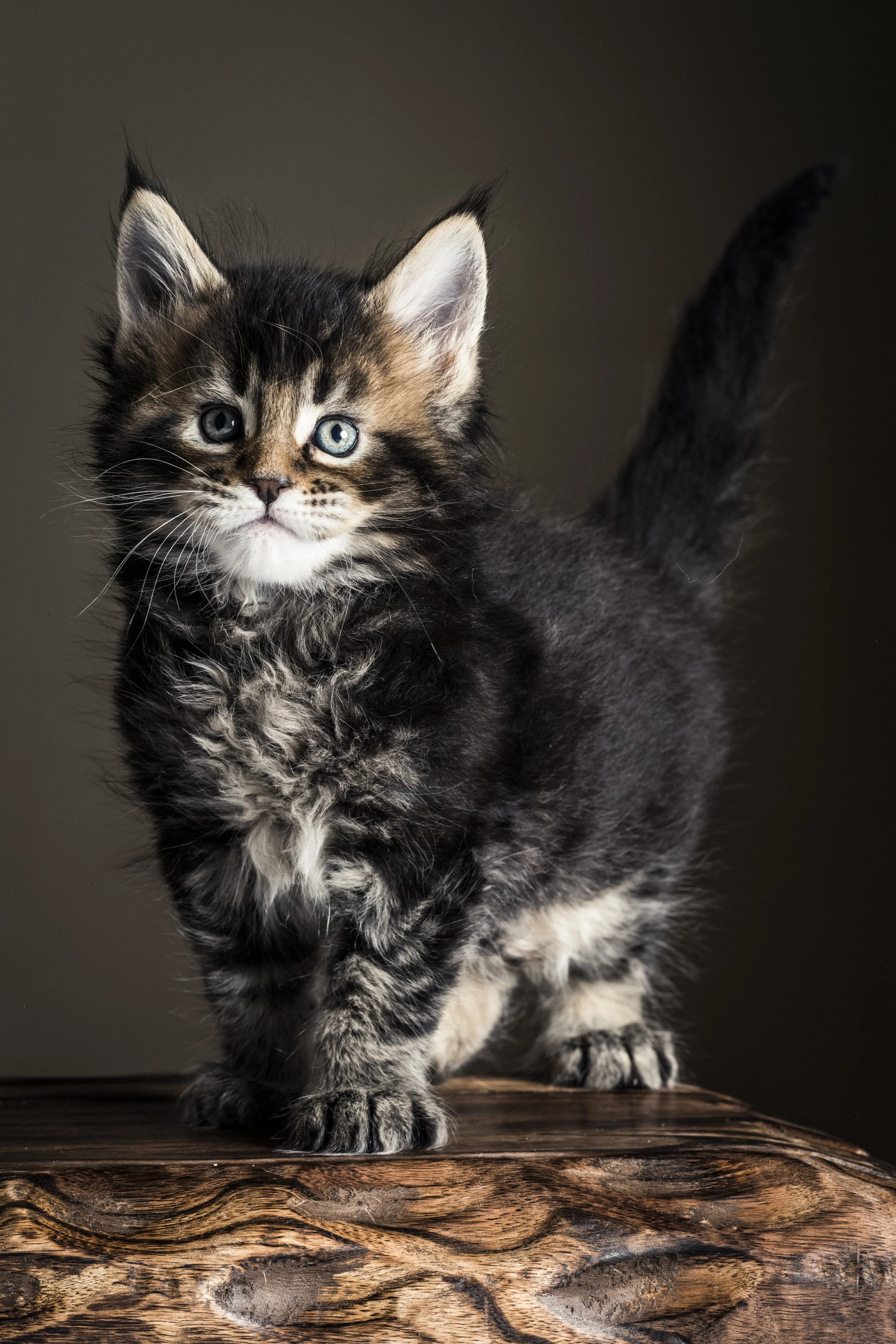 Litter W Metatroneyes Maine Coons Litter W Metatroneyes Maine Coons