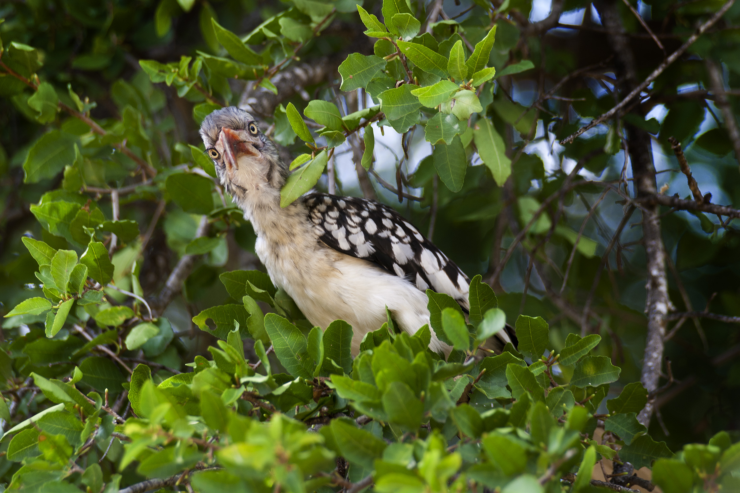 thebird.jpg