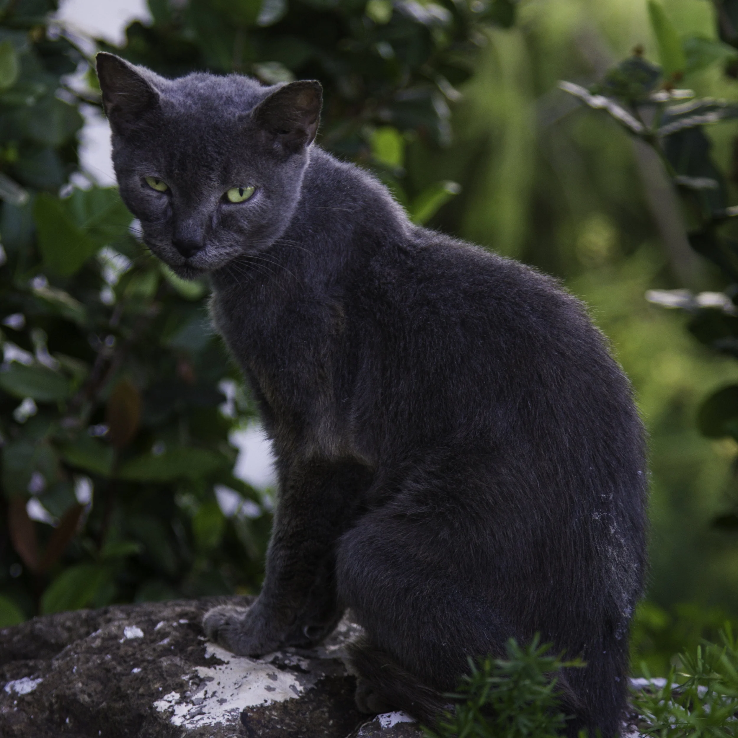 genmc-culebra-2013.jpg