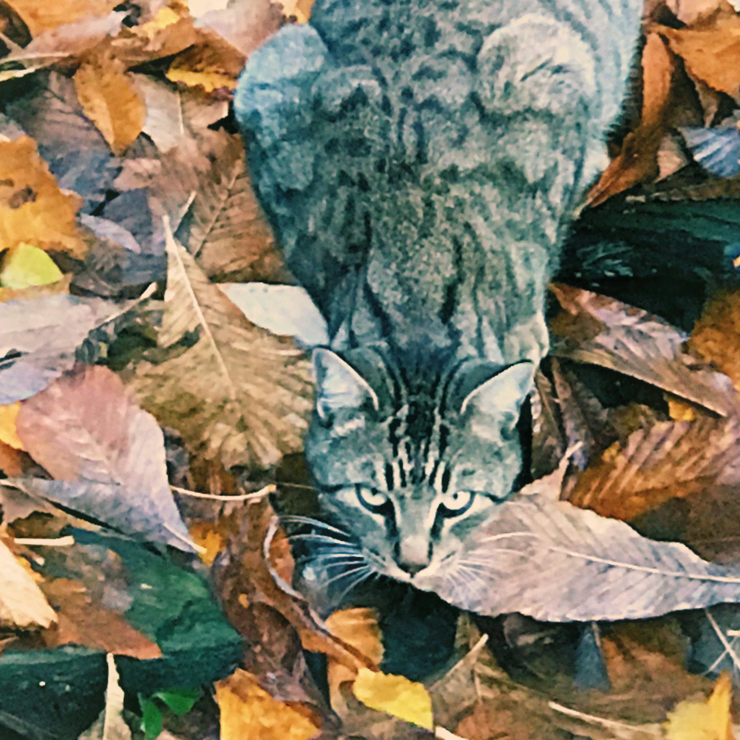 genmc-feral.jpg