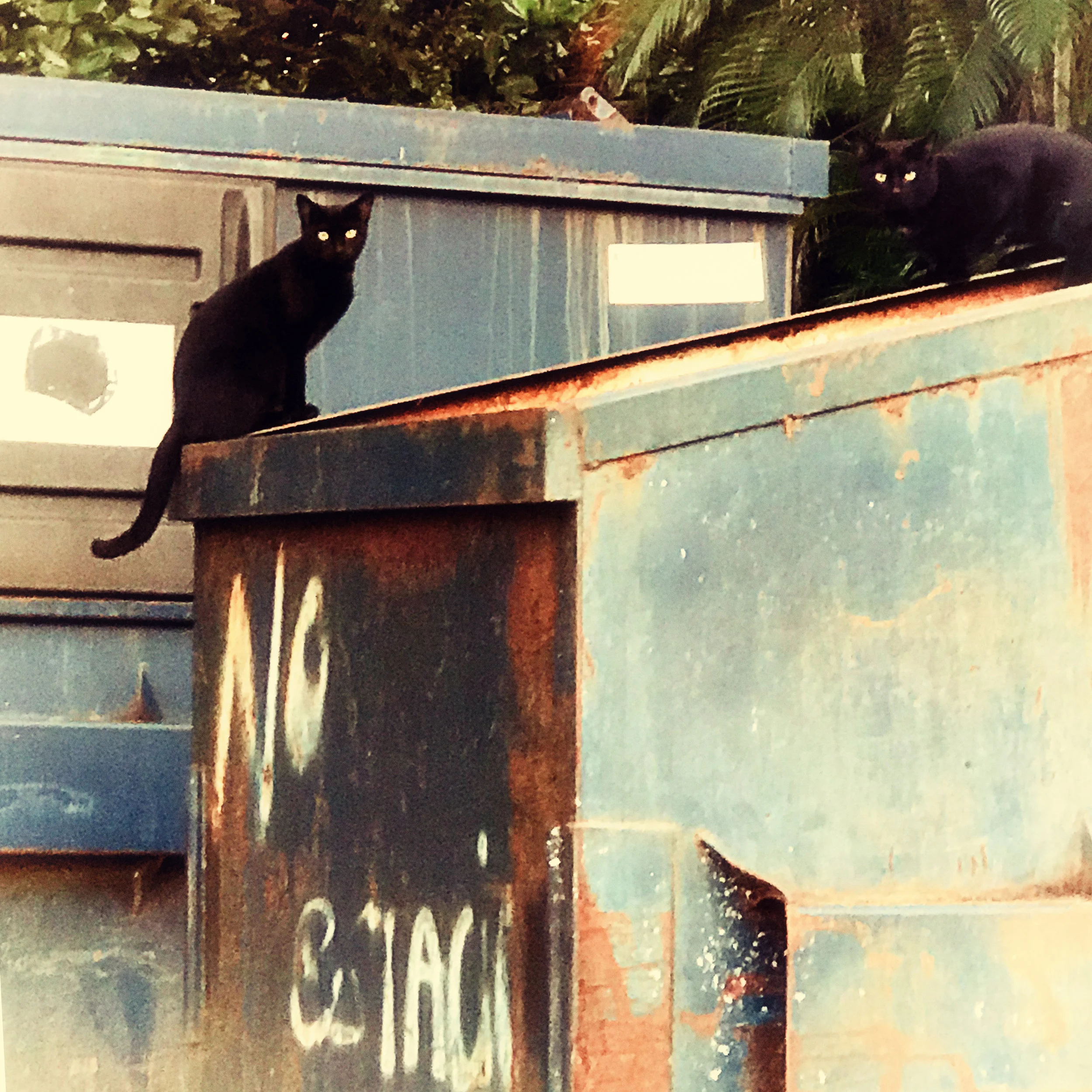2blackcats.jpg