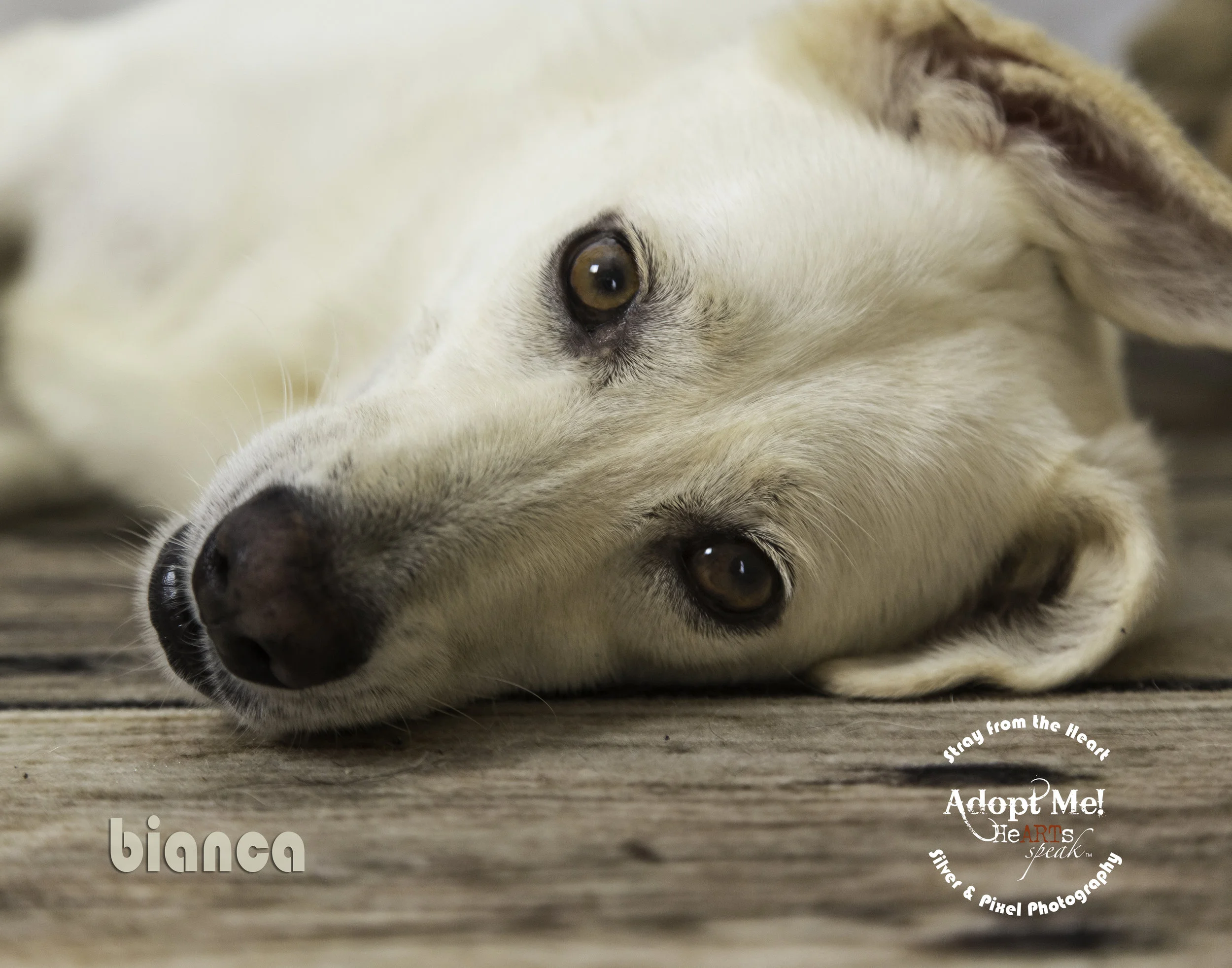 stray-bianca-3697.jpg