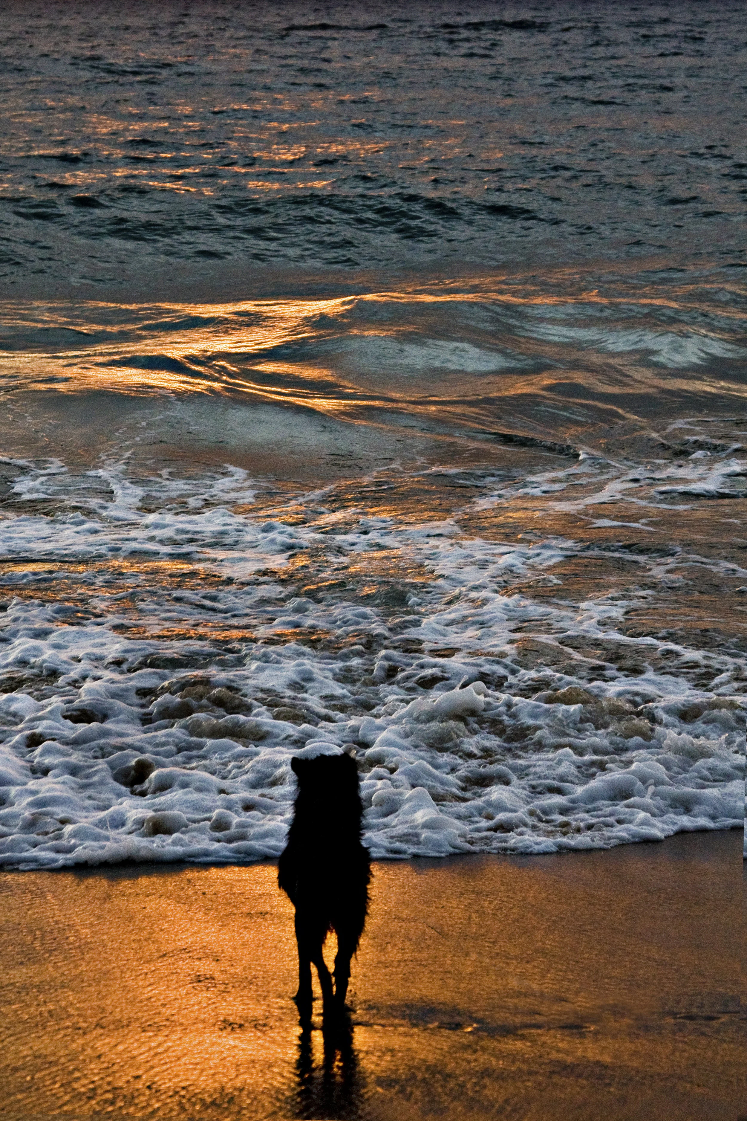 sunsetdogs-I_2014-hi.jpg