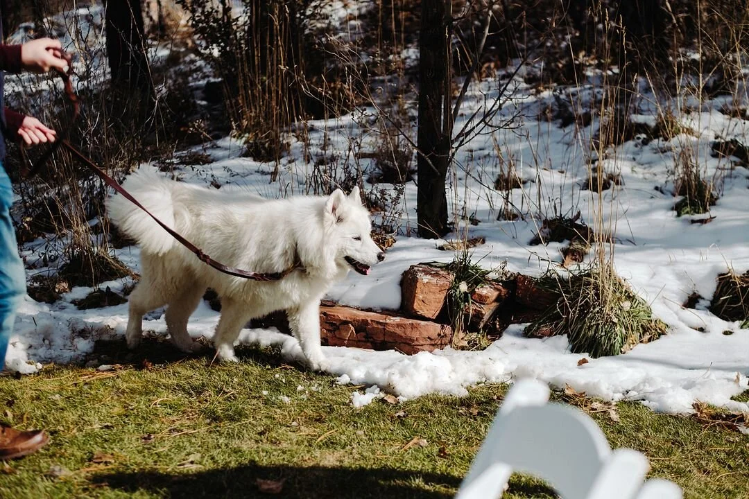 dog + sleddog + snow