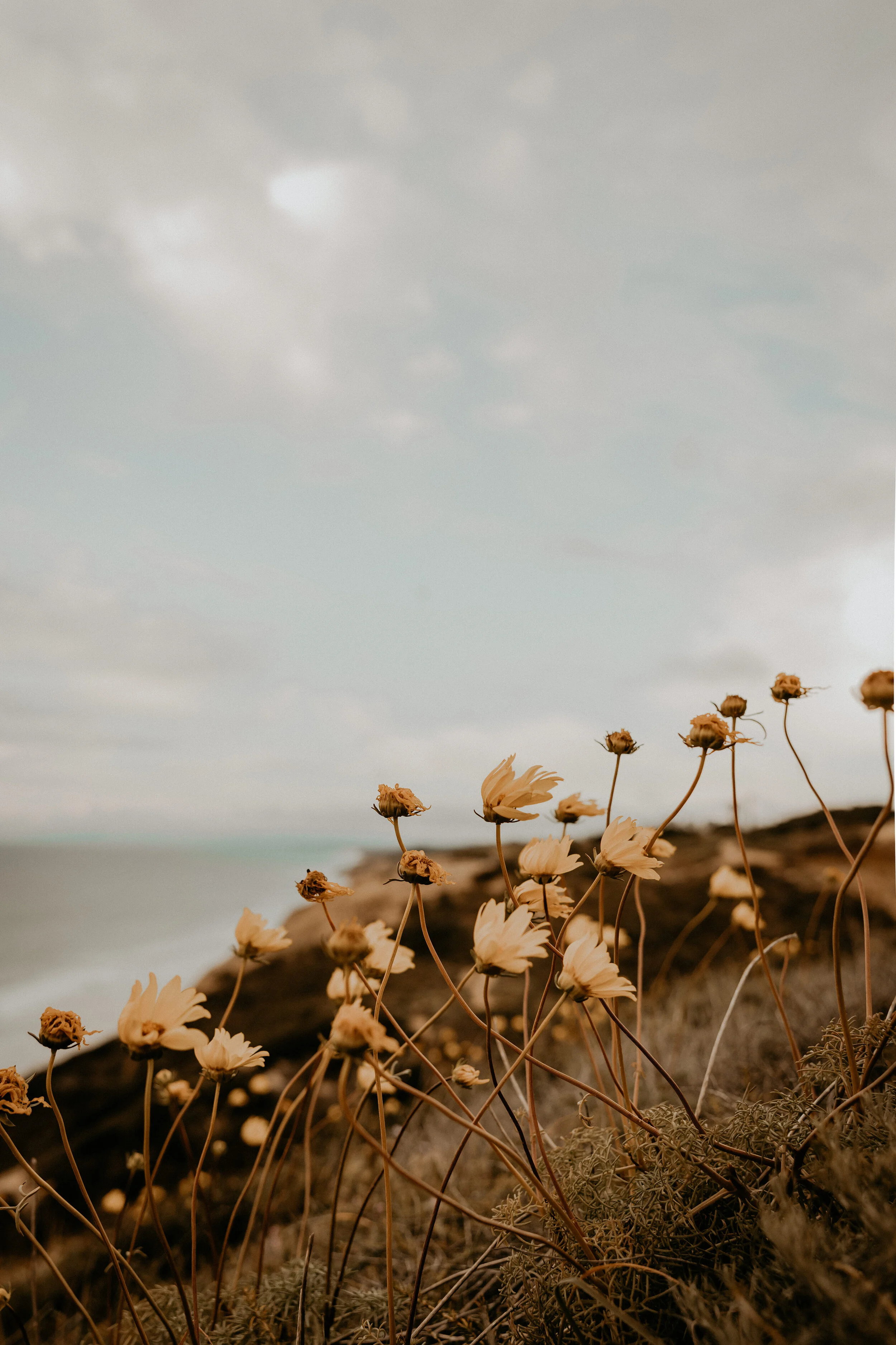 blomstertema + strandfotografering
