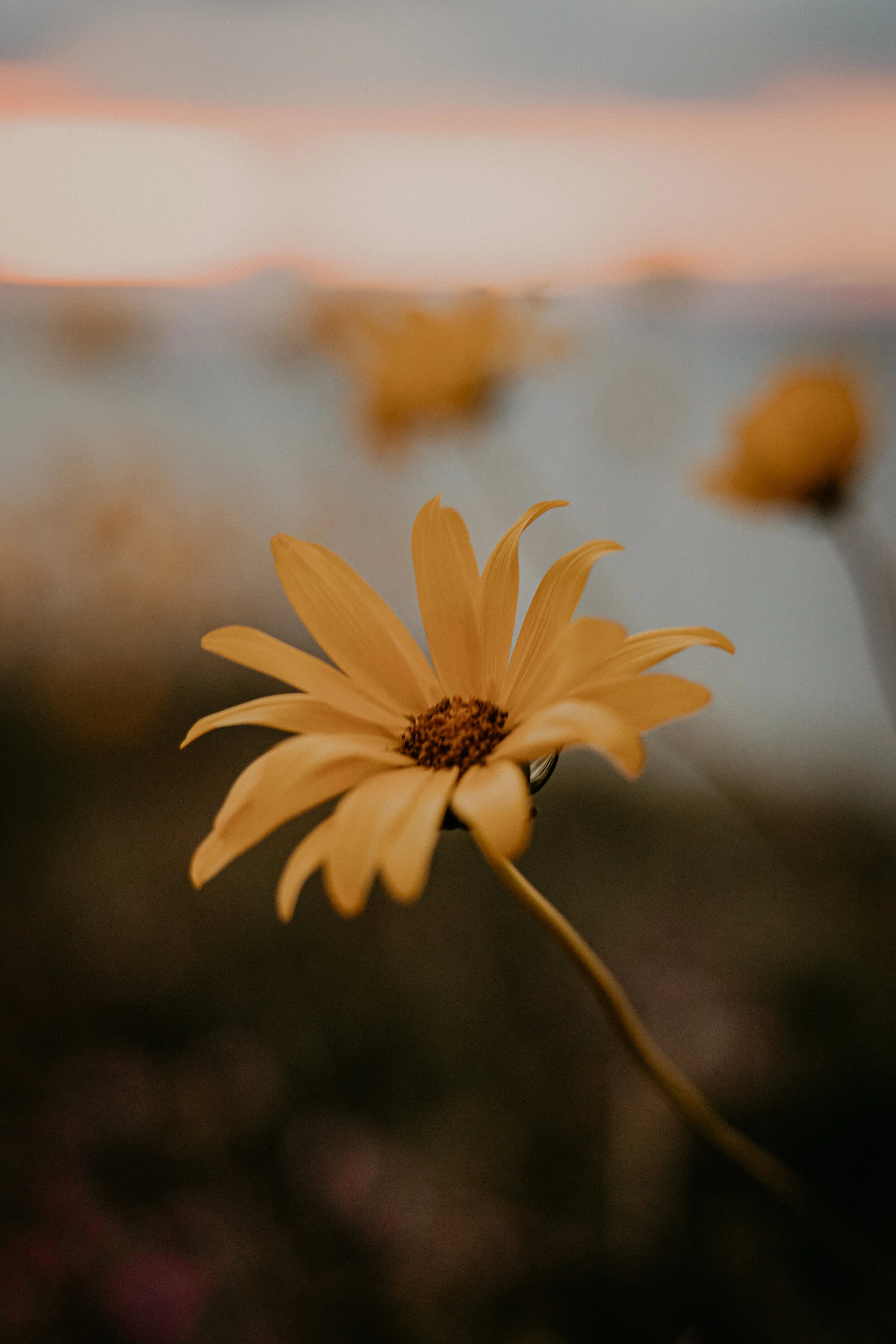 closeup + närbild