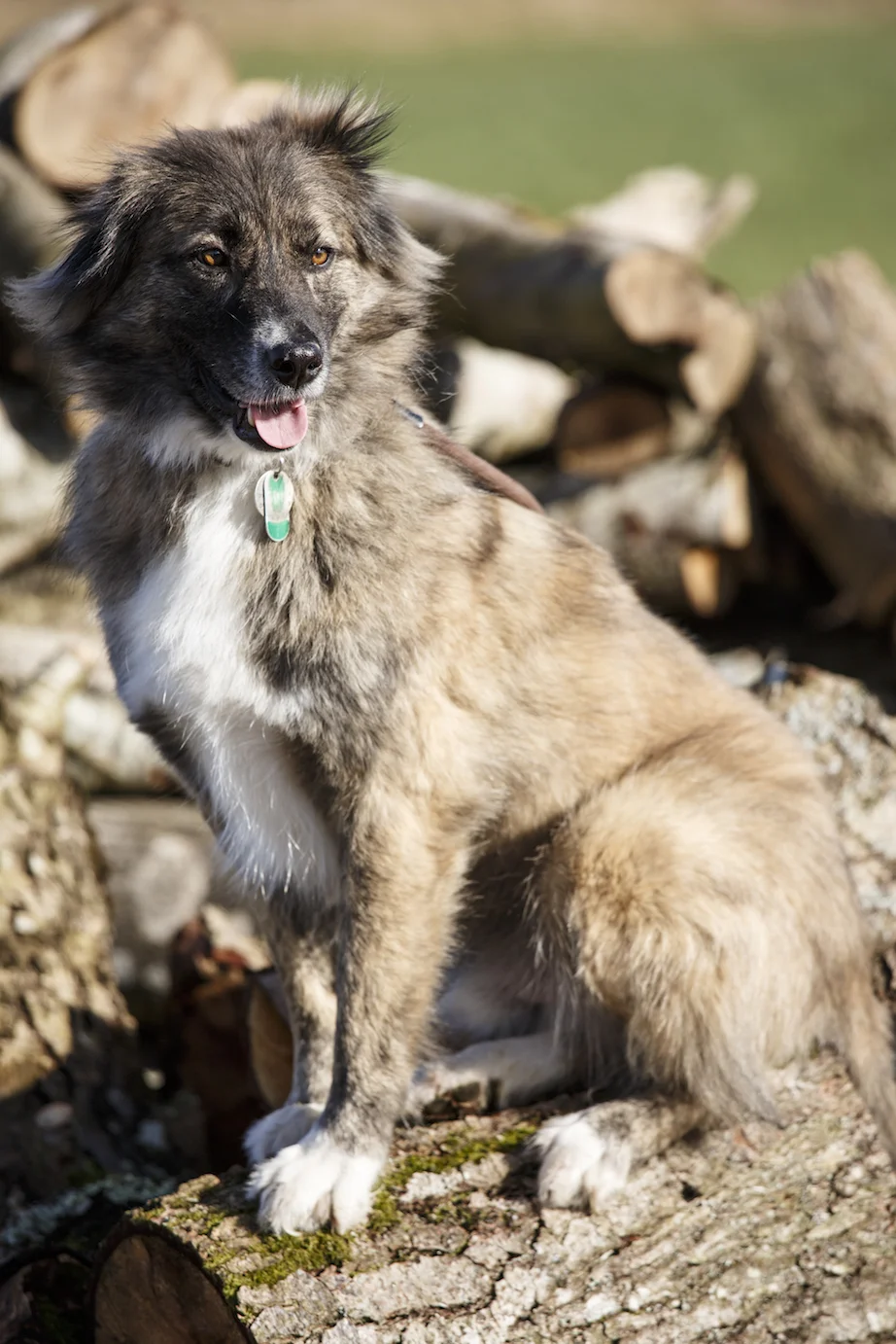 Wiley, photographed for James Wellbeloved Magazine . What a journey.. rescued by troops in Afghanistan, he had his ears chopped off, was stabbed, beaten and had his penis cut. But is still calm with Human contact. He just won his heat for Scruffts 2014