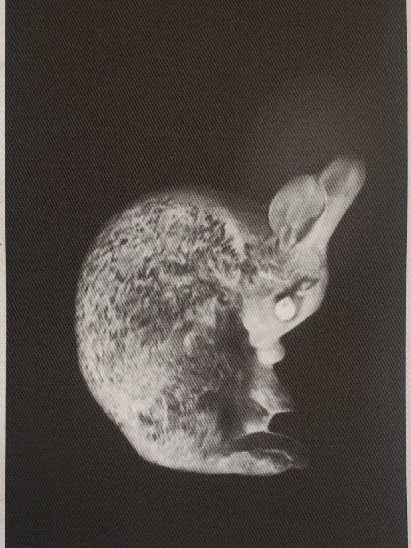A first test print of a still from Ghost Bunny. I ultimately want to show these ghost animal videos as a multi-channel video installation. For now, they exist as individuals in a series I'm calling Kindred Spirits.

This is printed on a piece of prin
