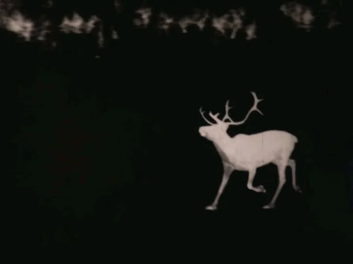 I watched The White Reindeer (1952) this weekend.

Imagine my delight when at 28 minutes and 31 seconds in this majestic beast prances across the screen! A ghost reindeer! 

I've been watching a lot of folk horror films lately. I can't get enough of 