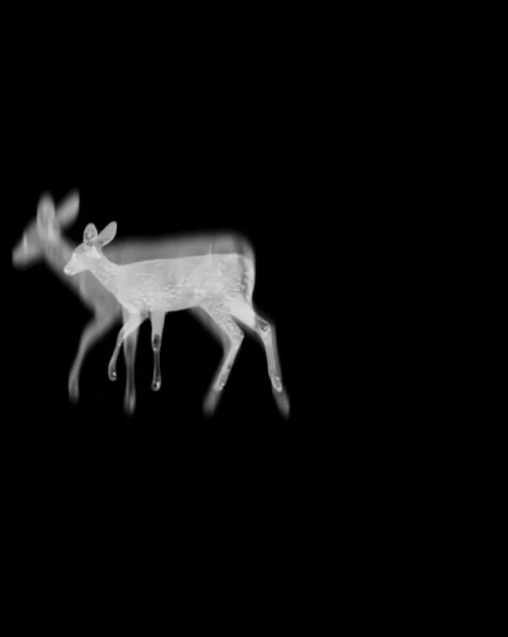 Ghost Deer and four other ghost animals will be part of a special spring exhibition presented by First Friday Santa Cruz! 

Heart &amp; Mind is a month-long exhibition in April featuring creative visual expression that represents the conversation bet