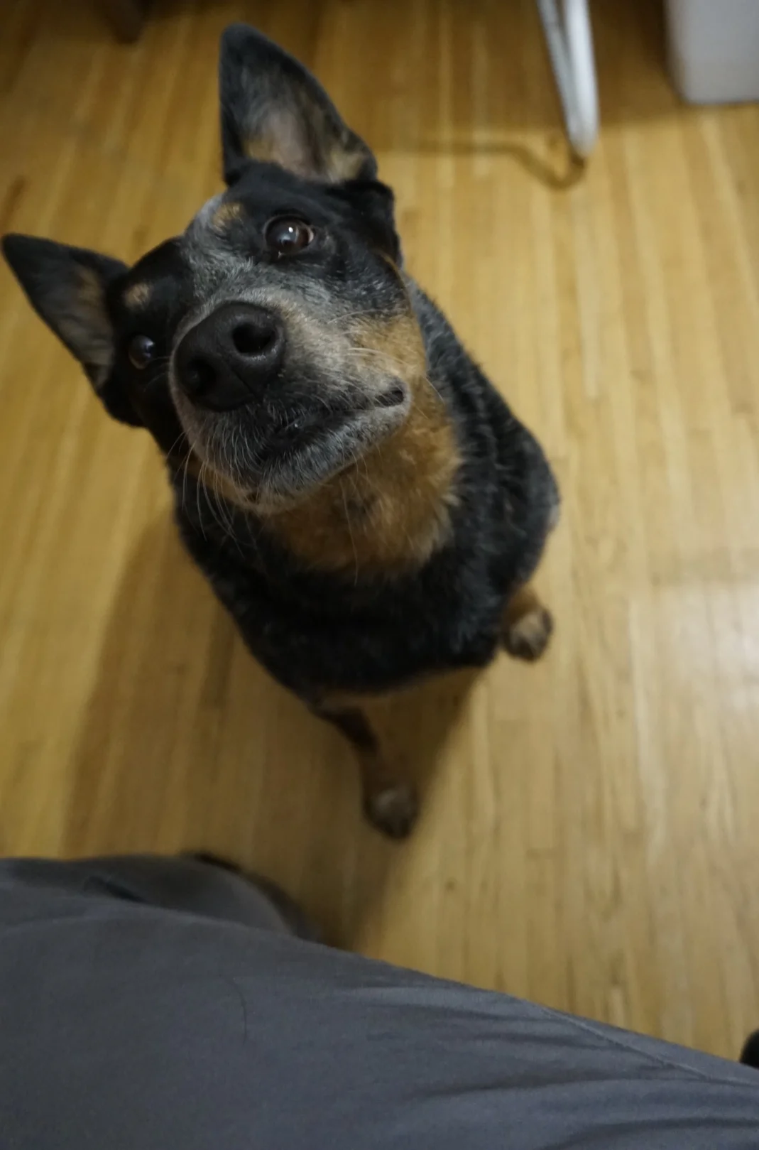 Vera