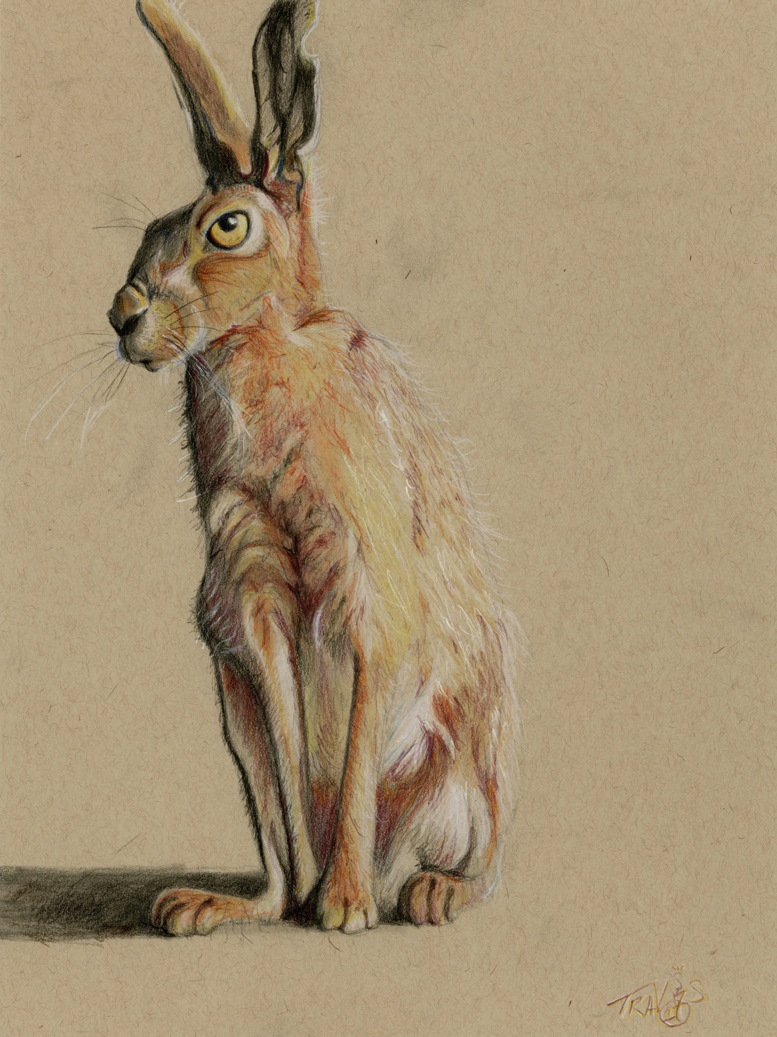 Just A Hare ~ 9x12in