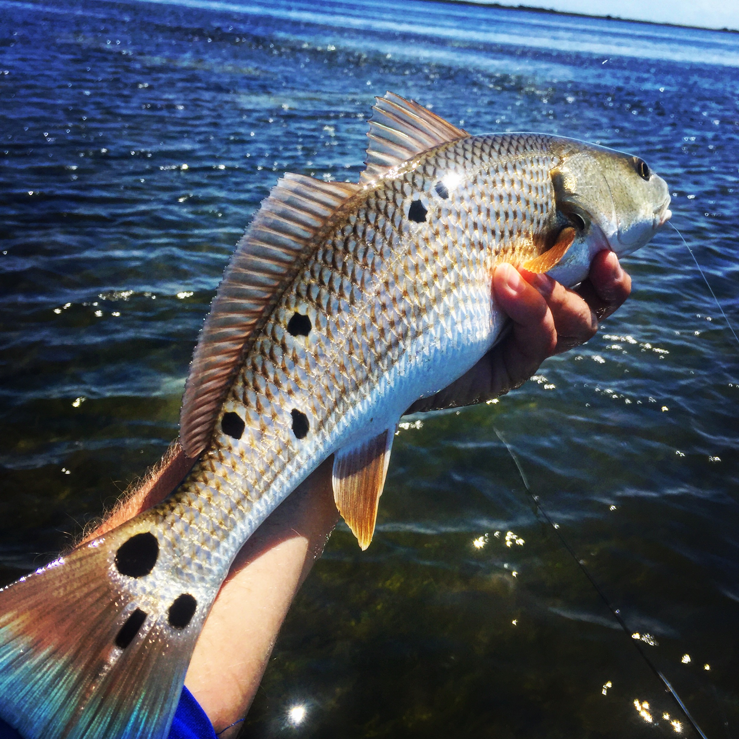 Red Drum — Blog — Knot the Reel World
