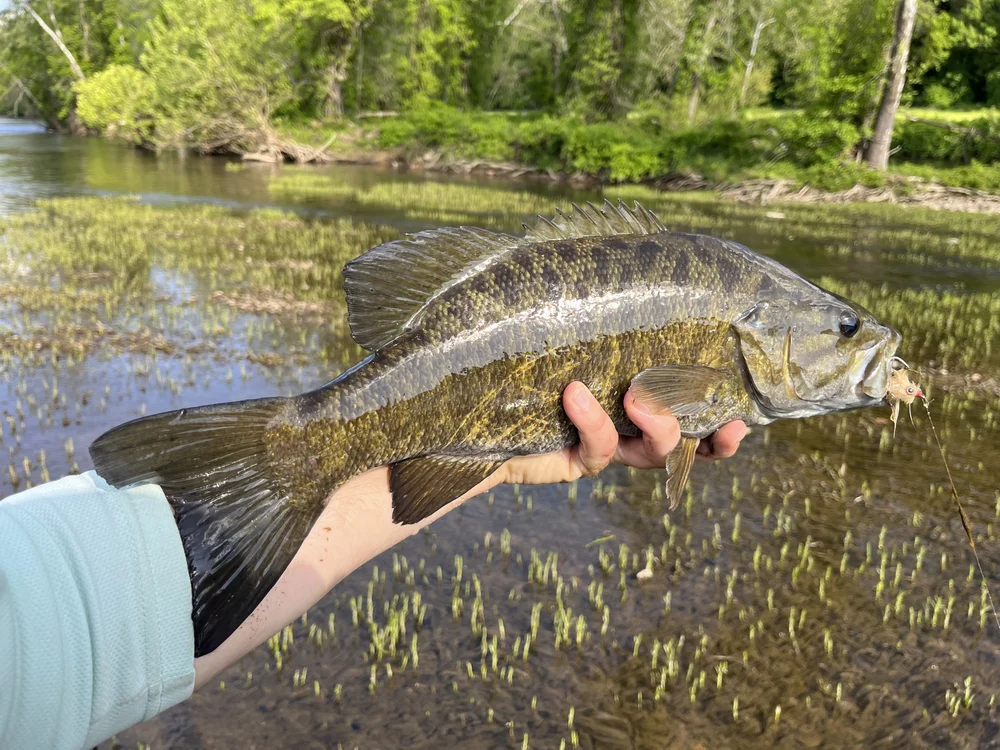 Smallmouth Bass Fly Patterns Whitlock's Hare Sculpin Best