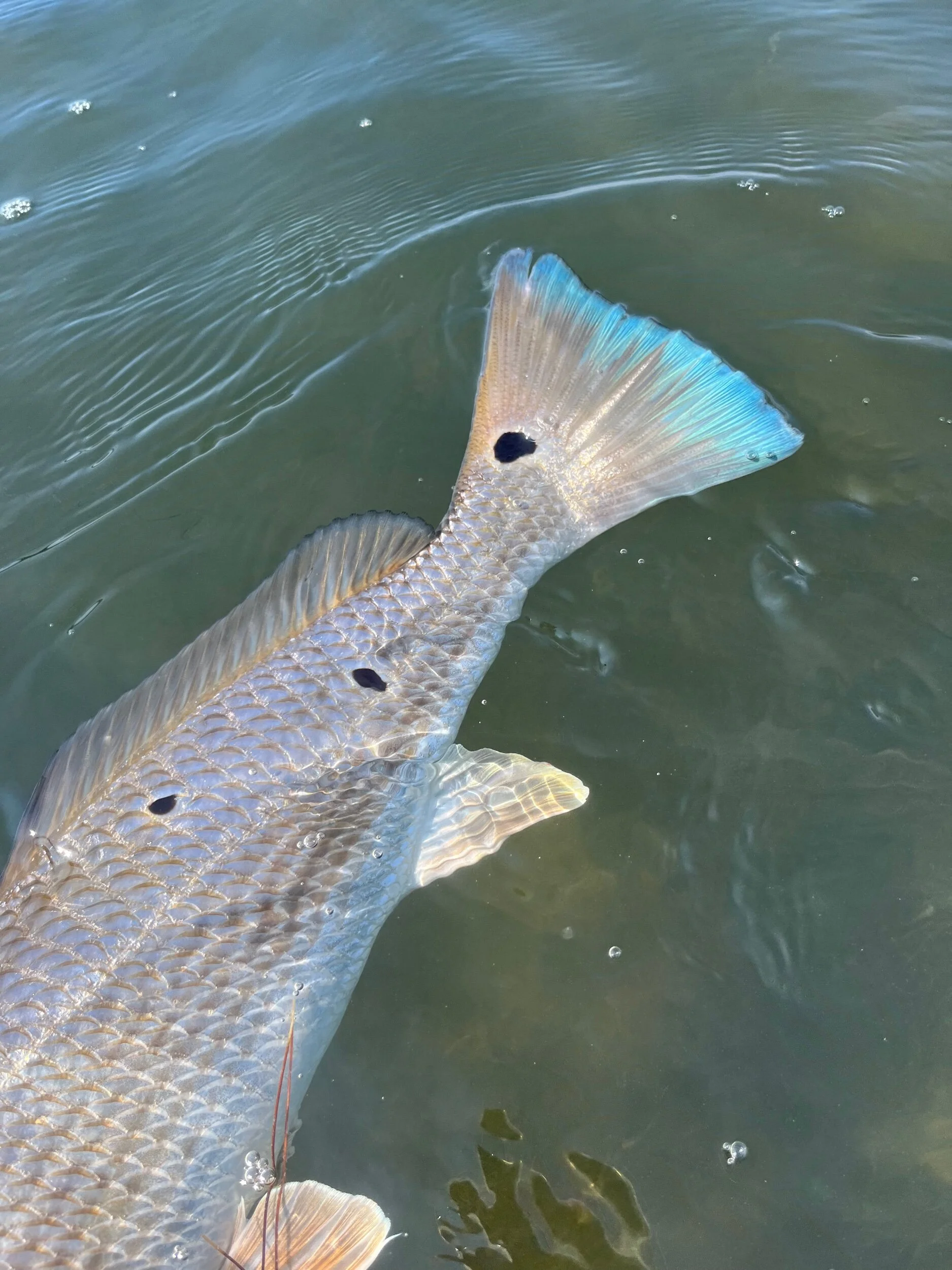 A40E32E4-F22A-4B55-8620-0C3899A041F2