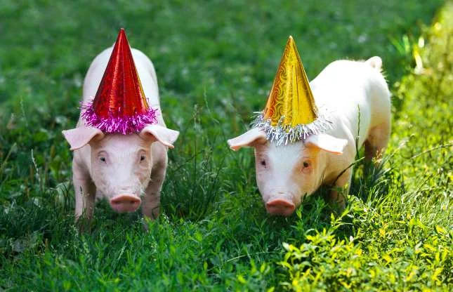 piggies.jpg