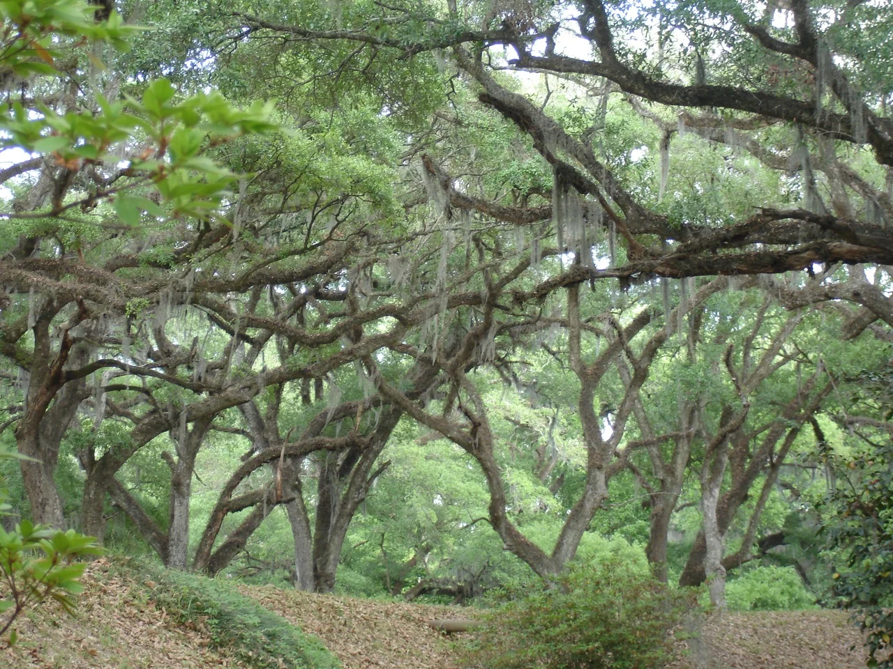 live oaks.jpg