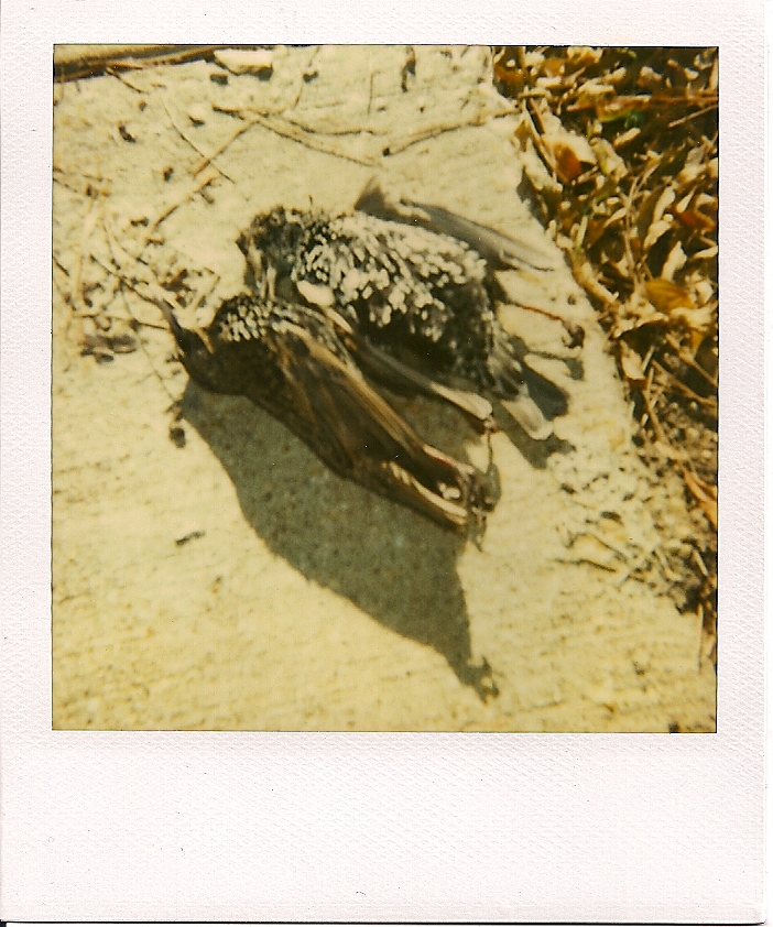 deadbirdpairpolaroid.jpg