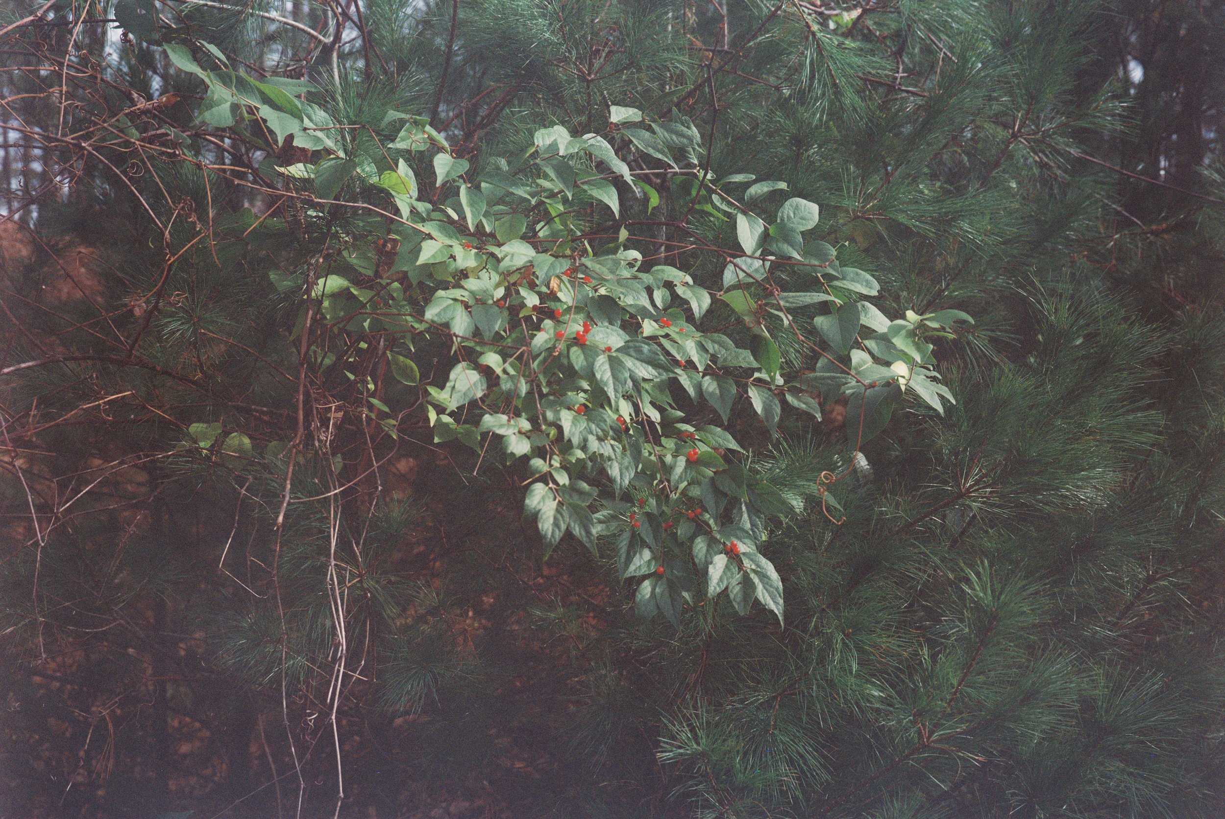 0001922_0001922-r1-e007.jpeg