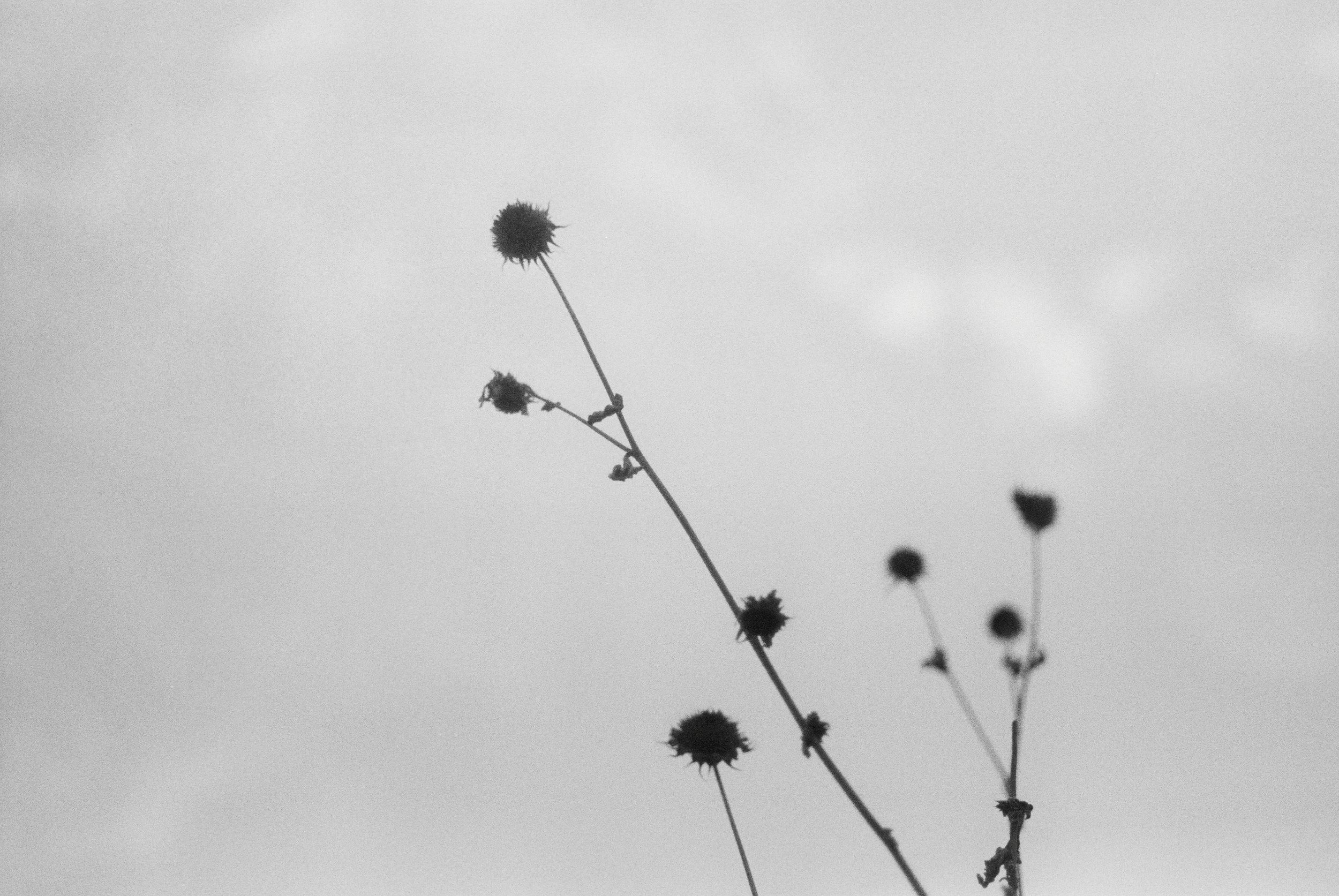 0001954_0001954-r1-e021.jpeg