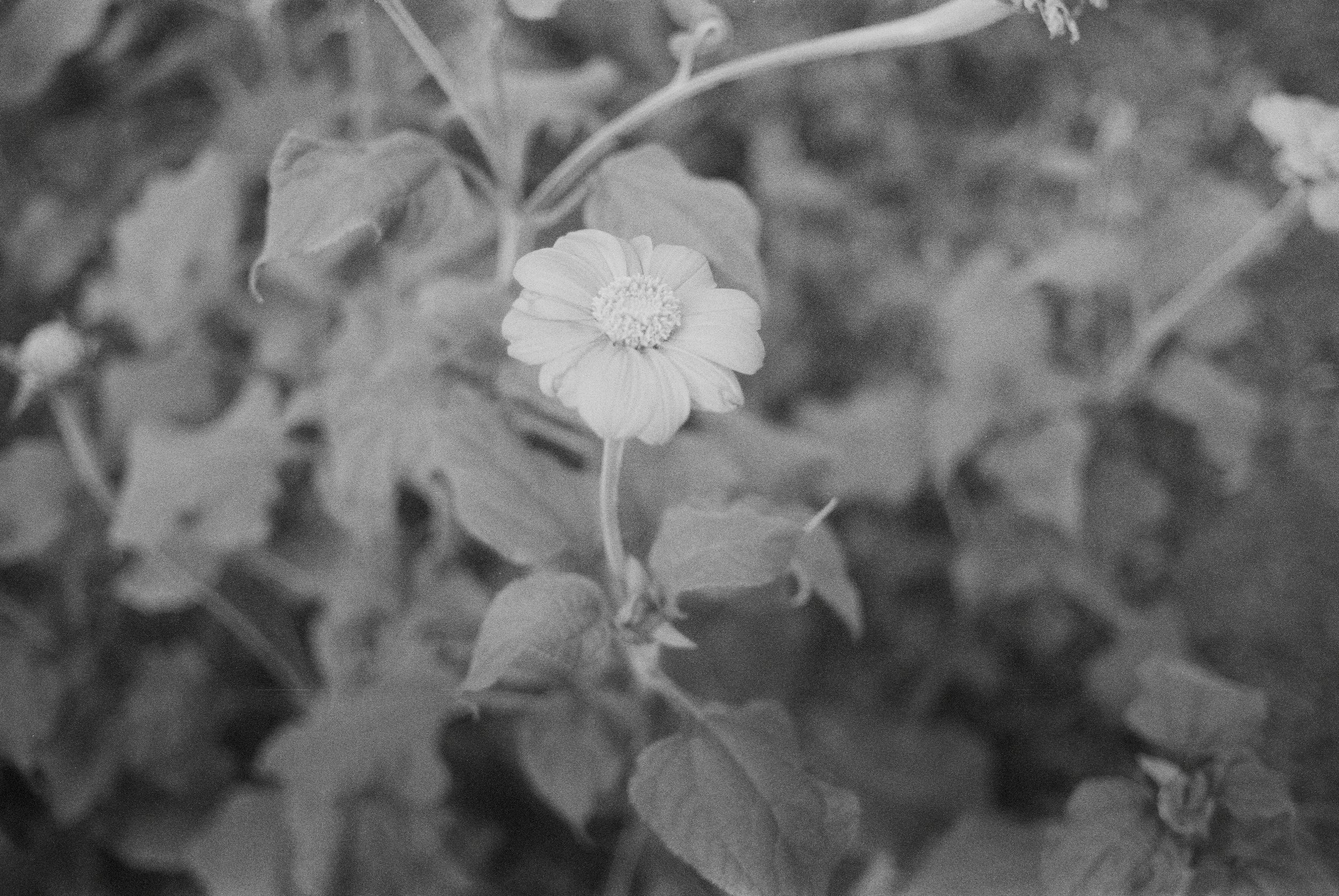 0001954_0001954-r1-e033.jpeg