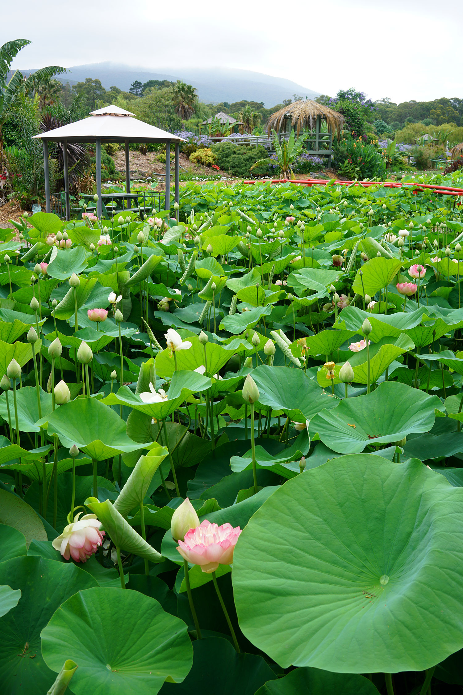 Blue Lotus Water Garden in Yarra Valley, Victoria, Australia. ©Thaneeya McArdle