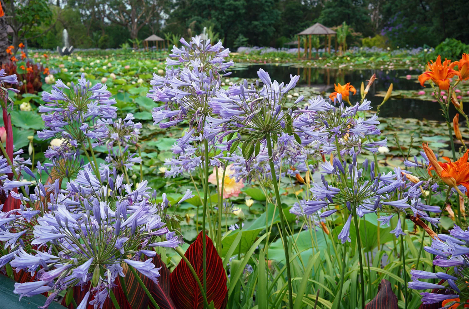 Blue Lotus Water Garden in Yarra Valley, Victoria, Australia ©Thaneeya McArdle