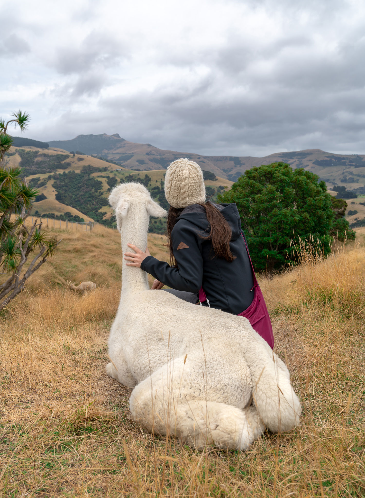 Thaneeya McArdle with an alpaca at Shamarra Alpaca Farm in Akaroa, New Zealand
