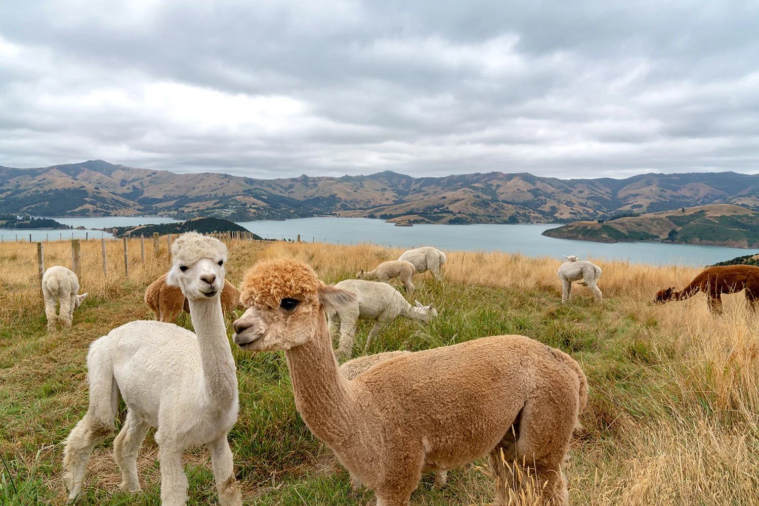 Shamarra Alpaca Farm in Akaroa, New Zealand