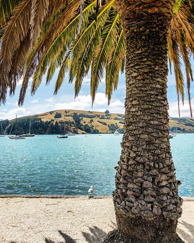 About Thaneeya McArdle: Biography of the Artist — Thaneeya.com