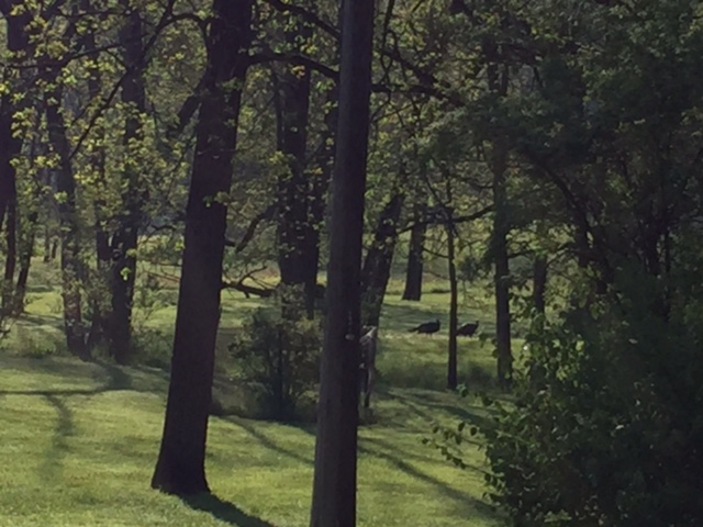 Can you find 2 wild turkeys? Surviving...walking with their purpose in mind.