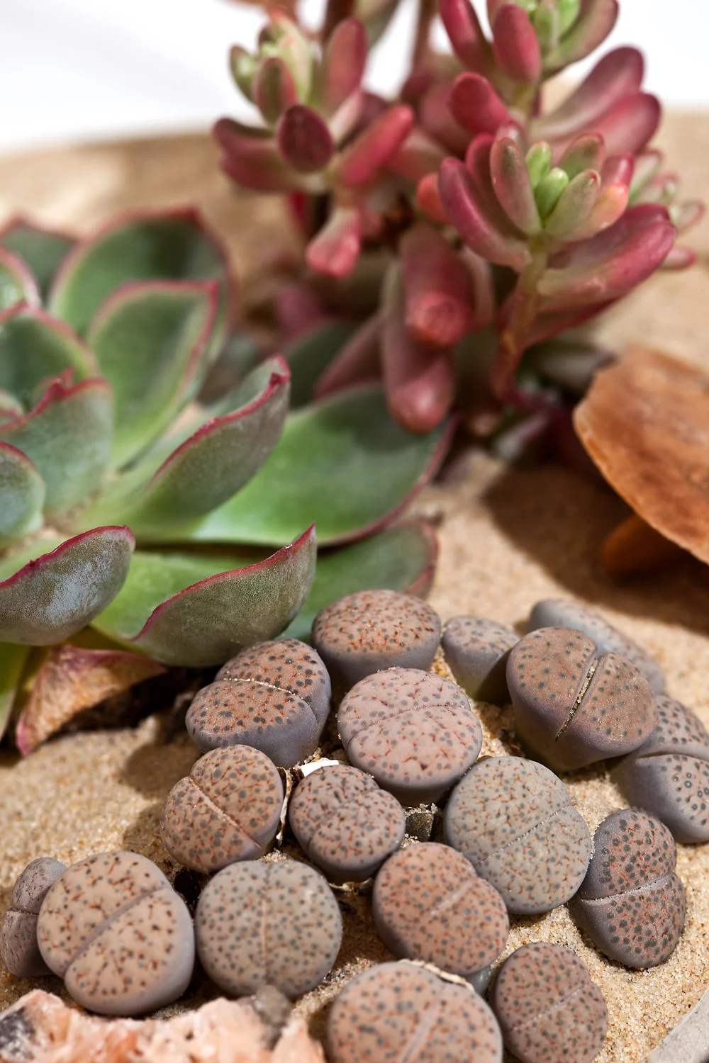 Large Succulent terrarium close up-Alyson-Mowat-Studio